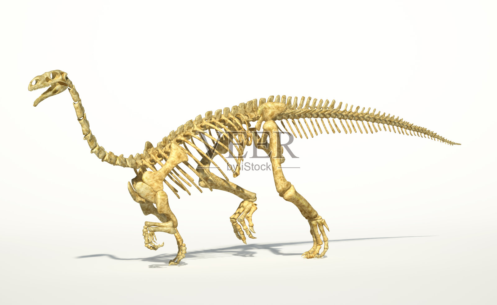 板龙恐龙，全照片逼真的骨骼。设计元素图片