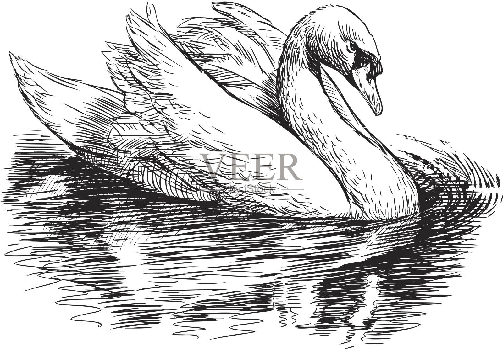 白天鹅插画图片素材