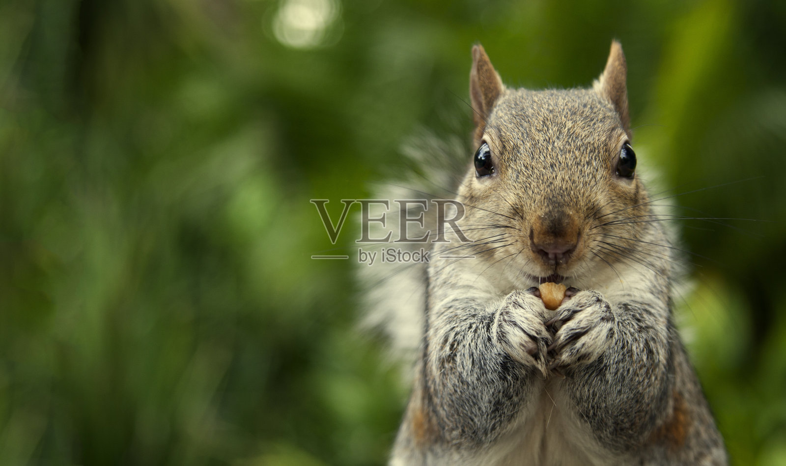 一个松鼠吃坚果的特写照片摄影图片