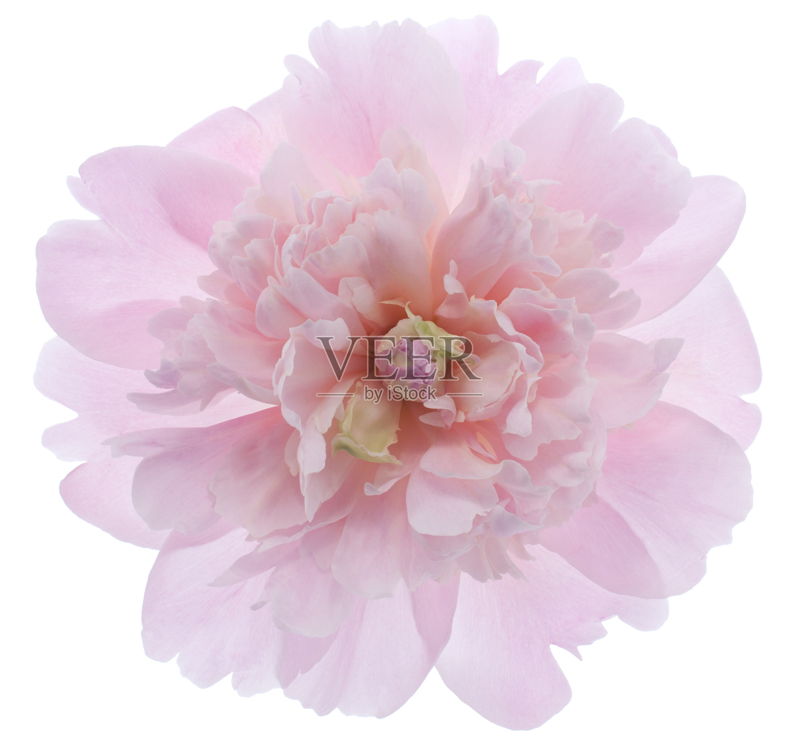 美丽的浅粉色花瓣牡丹特写照片摄影图片