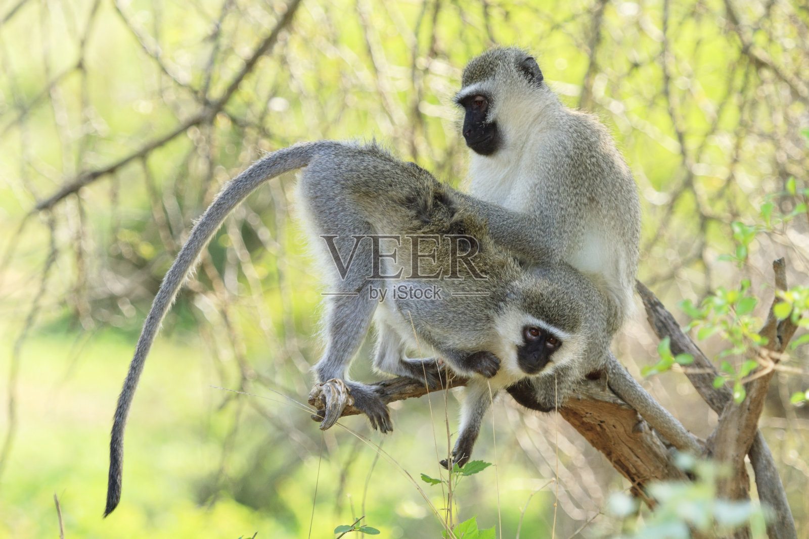 Vervet猴子照片摄影图片
