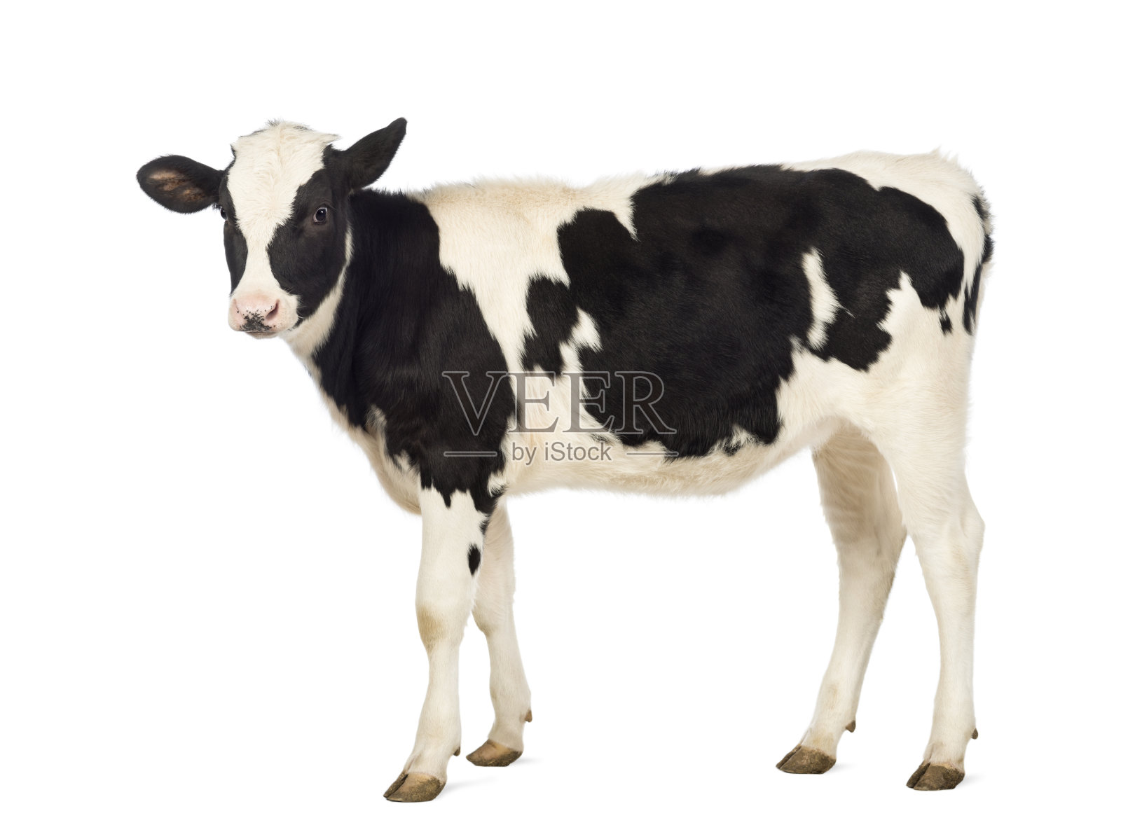 8个月大的小牛，在白色背景前照片摄影图片