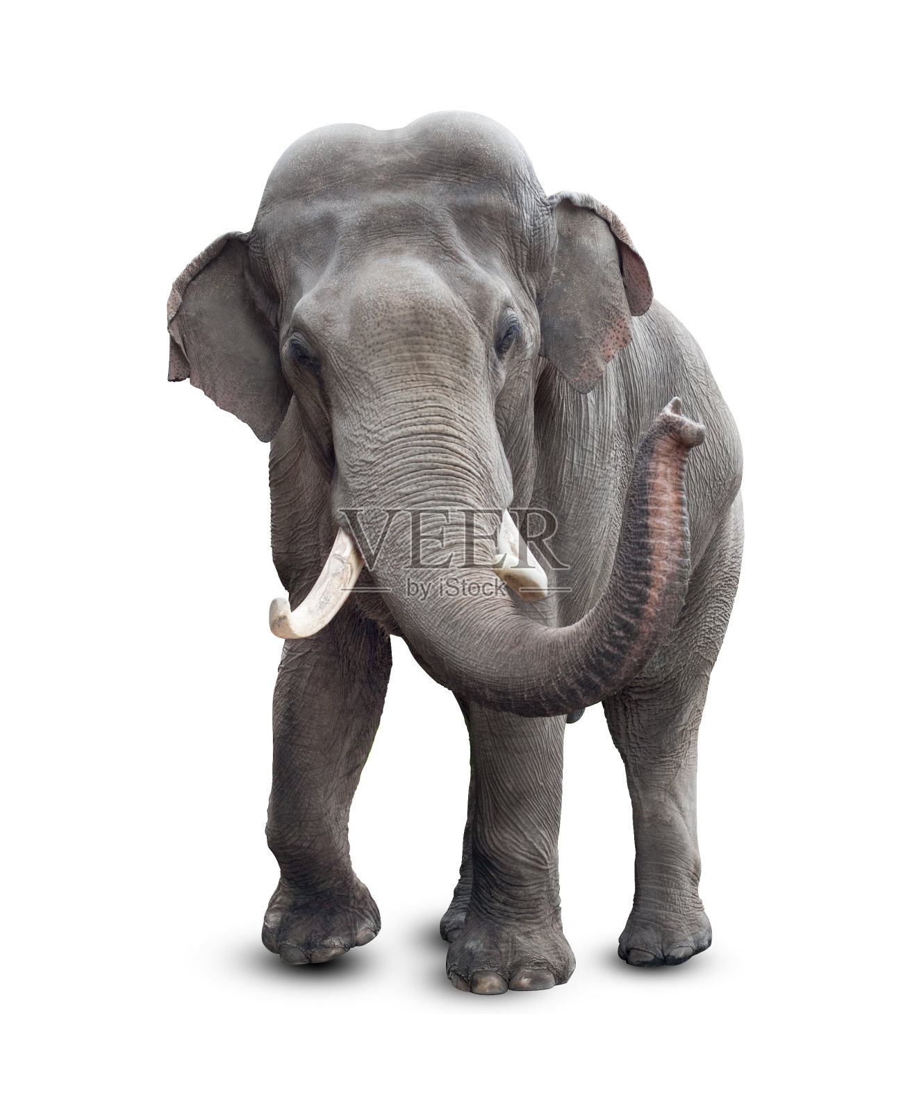 大象孤立在白色与剪辑路径包括照片摄影图片