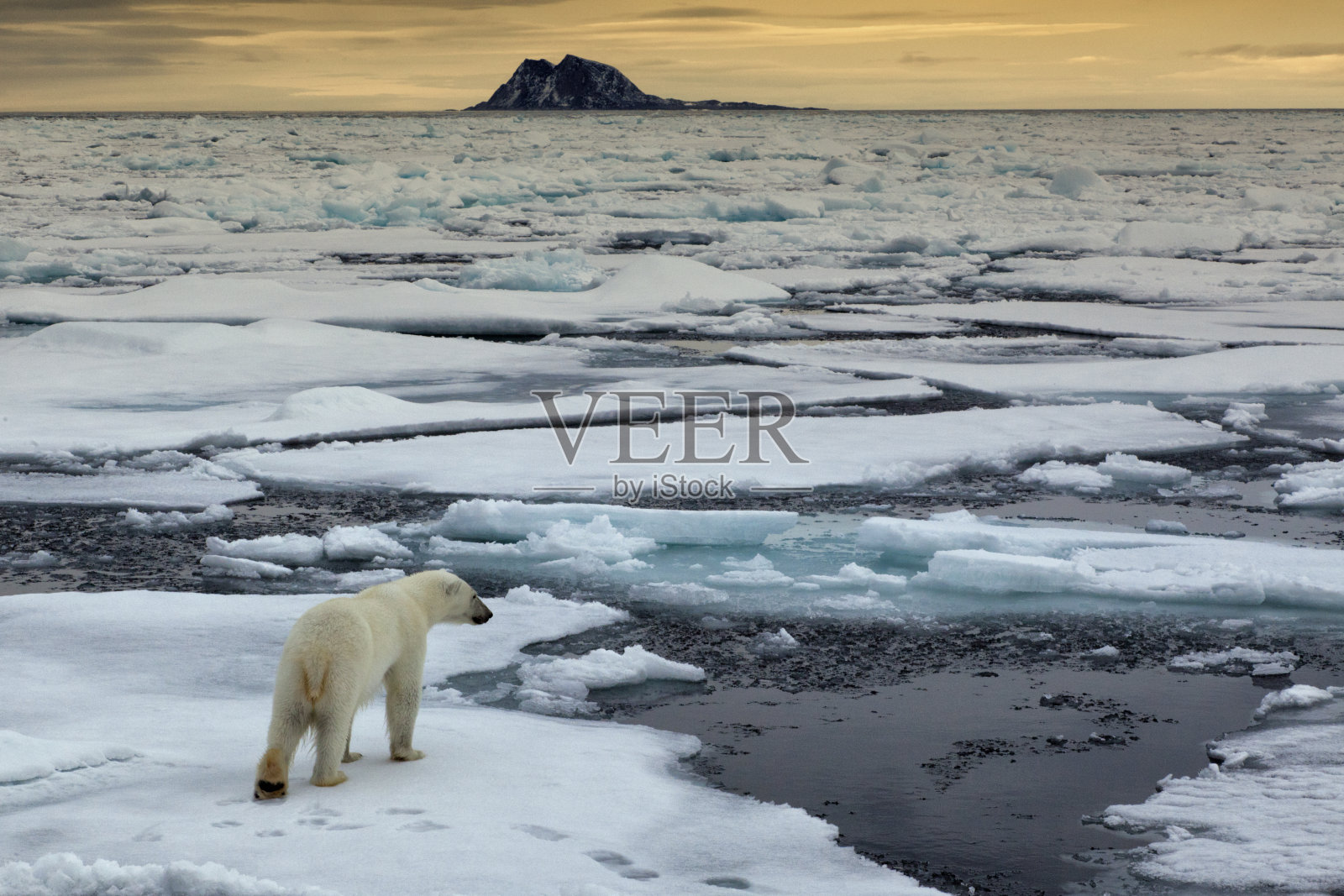 航拍Eisbaer，地中海北极熊照片摄影图片