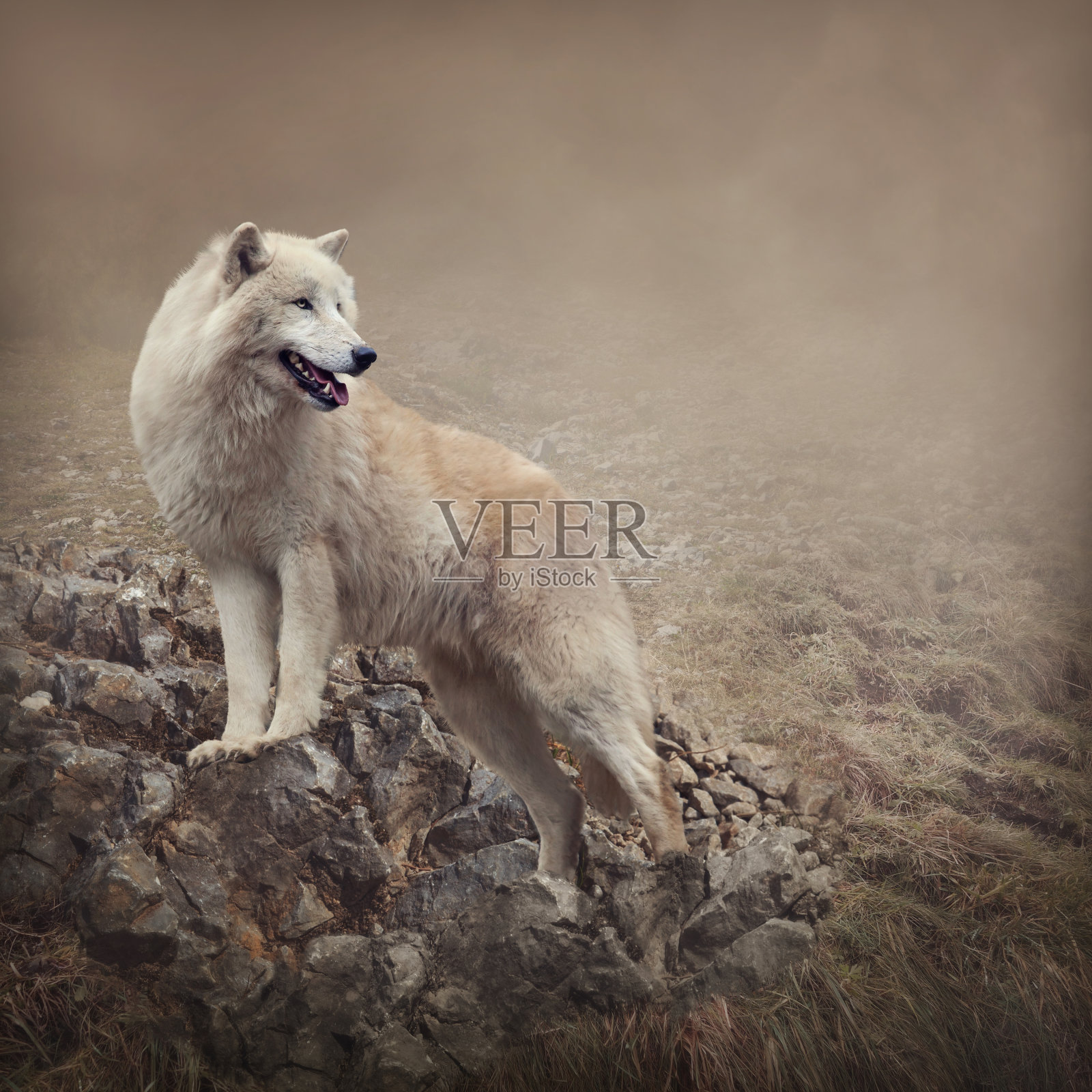 自然肖像中的一只白狼照片摄影图片