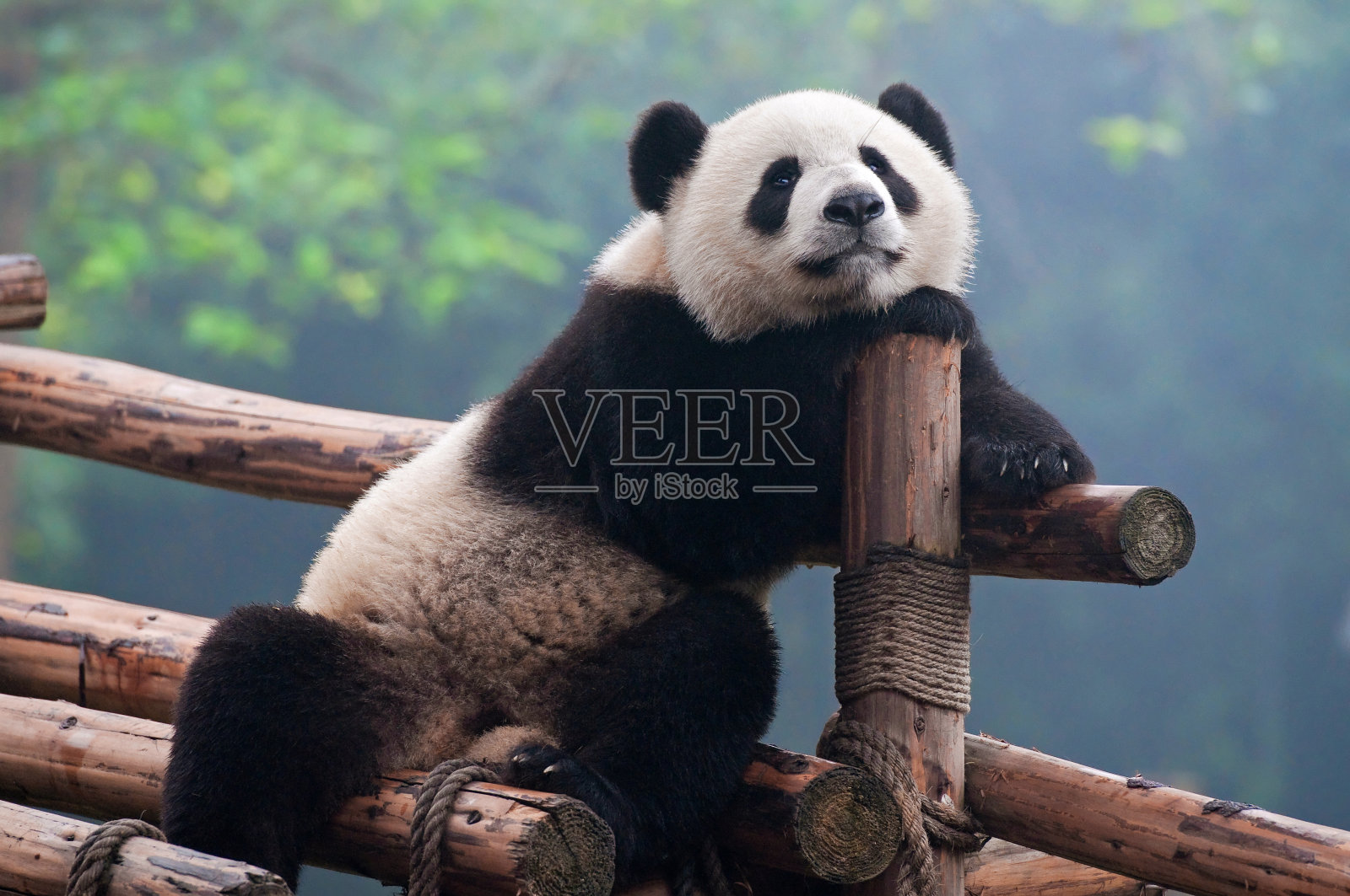 可爱的熊猫照片摄影图片