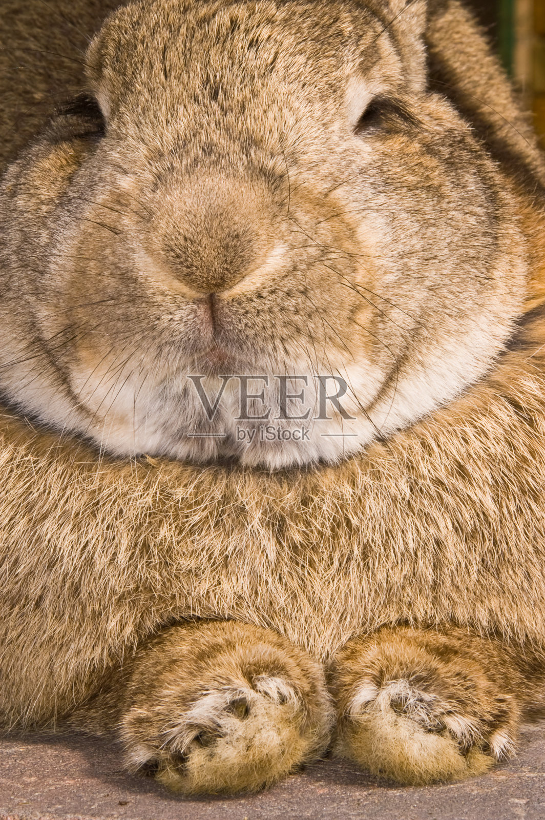 兔子休息照片摄影图片