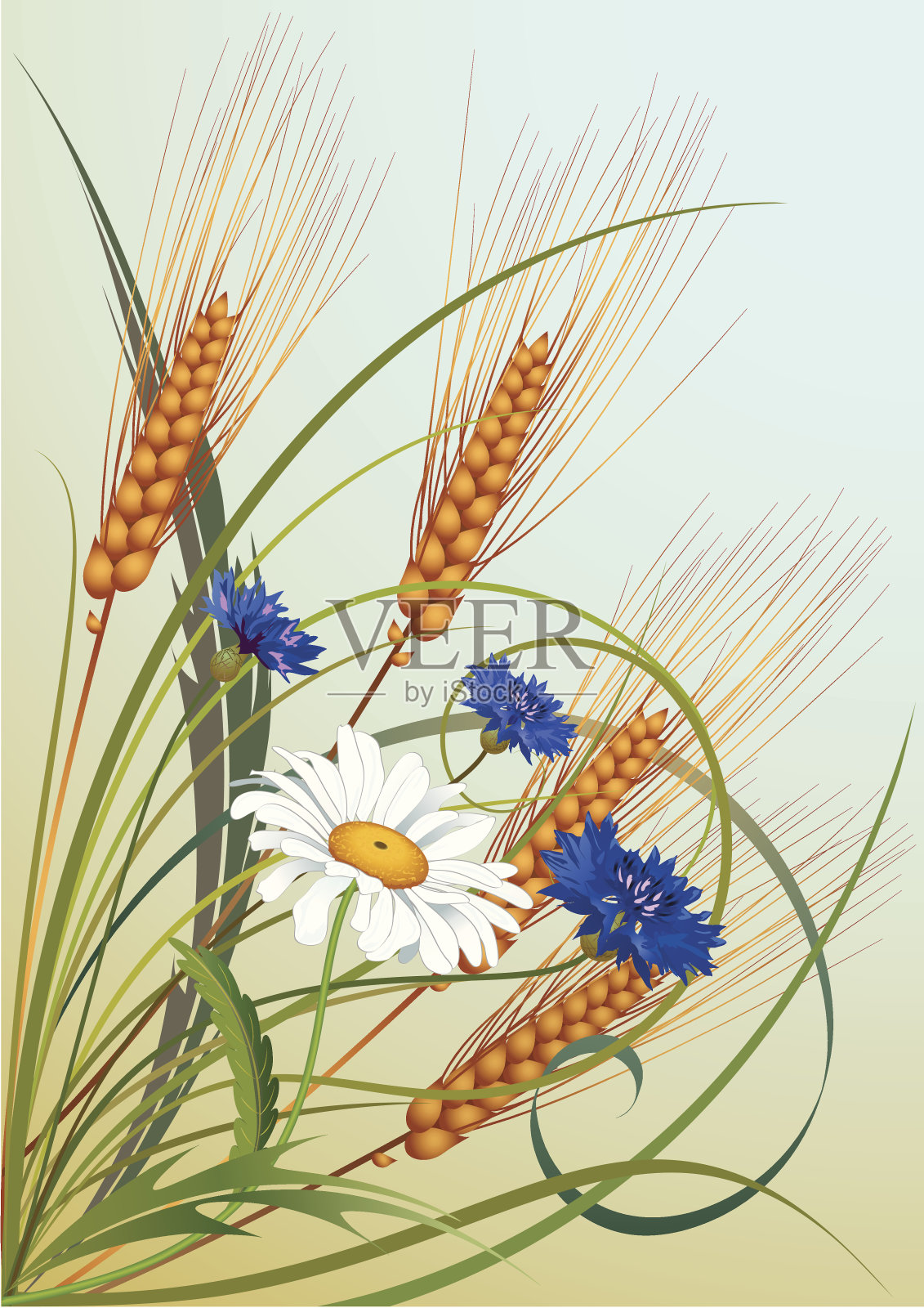 小麦的花和穗插画图片素材