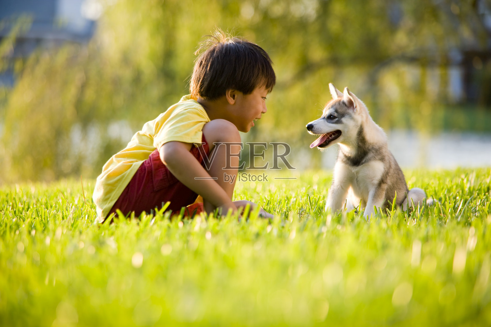 年轻的亚洲男孩在草地上玩小狗照片摄影图片
