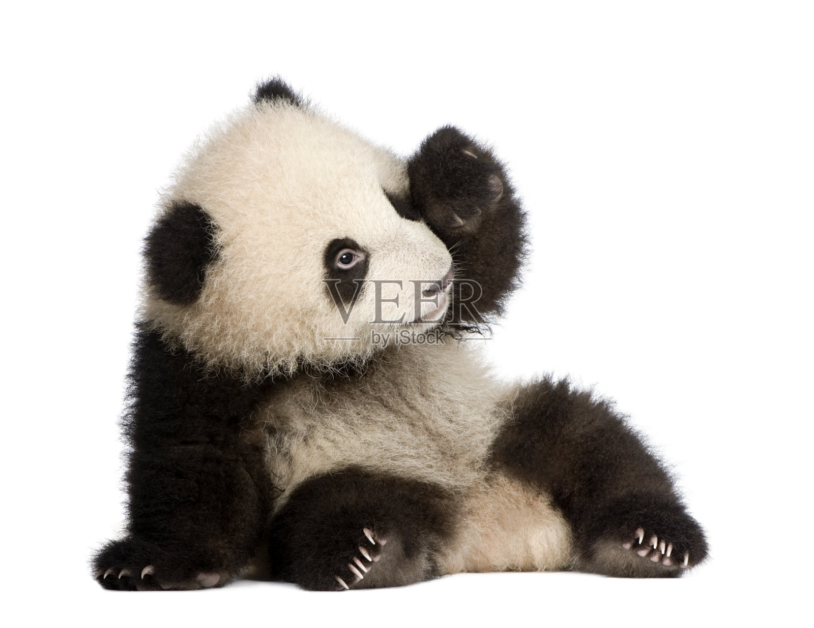 白色背景上六个月大的大熊猫幼崽照片摄影图片