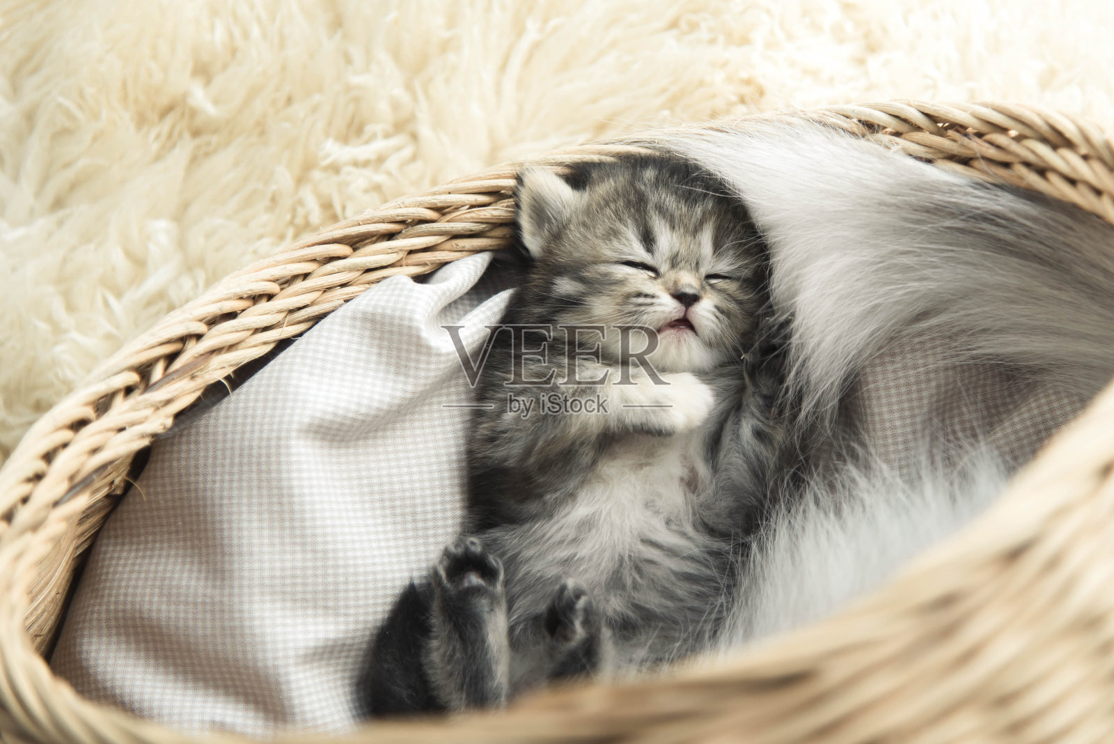可爱的小猫睡觉照片摄影图片