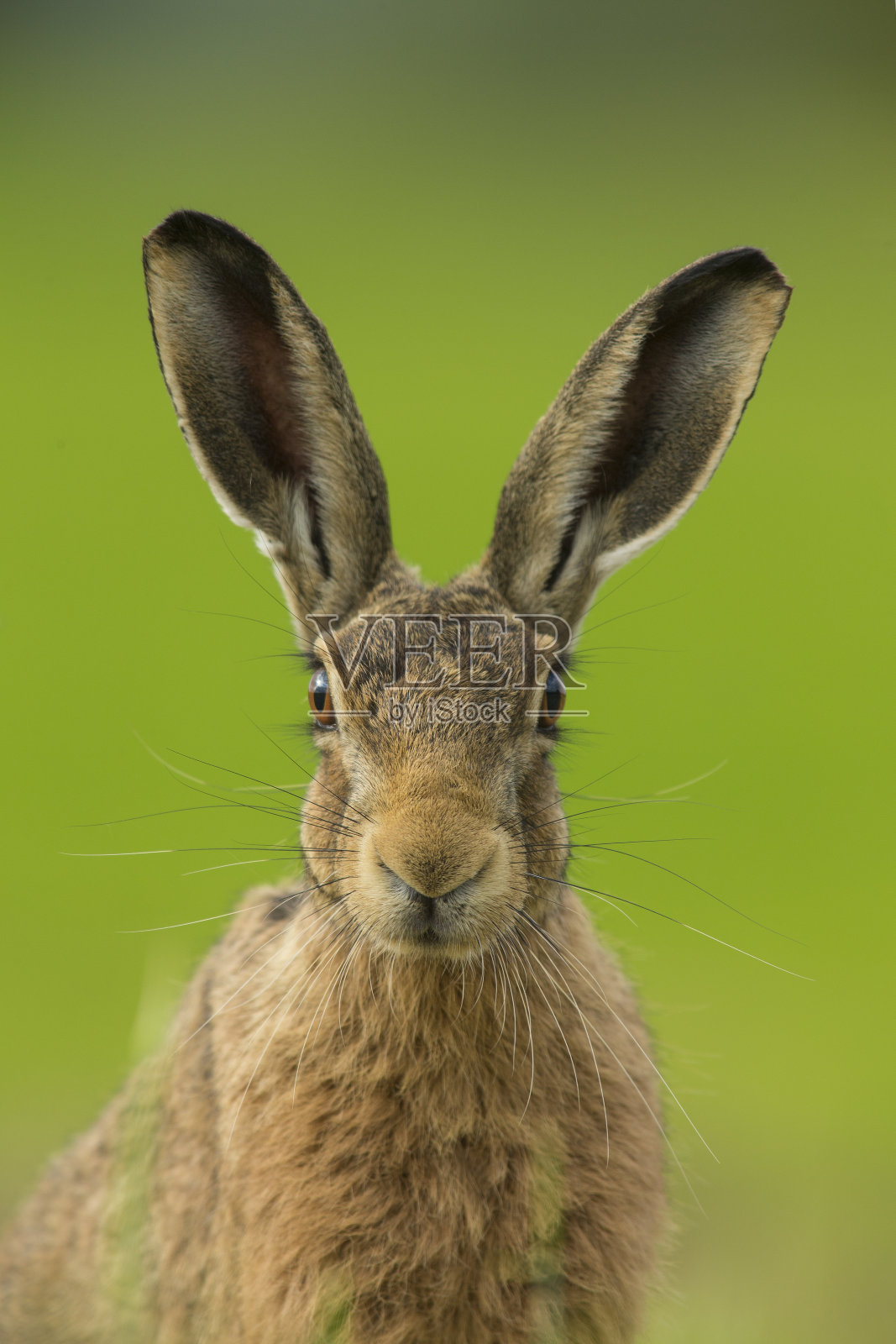 欧洲棕色野兔-欧洲兔照片摄影图片