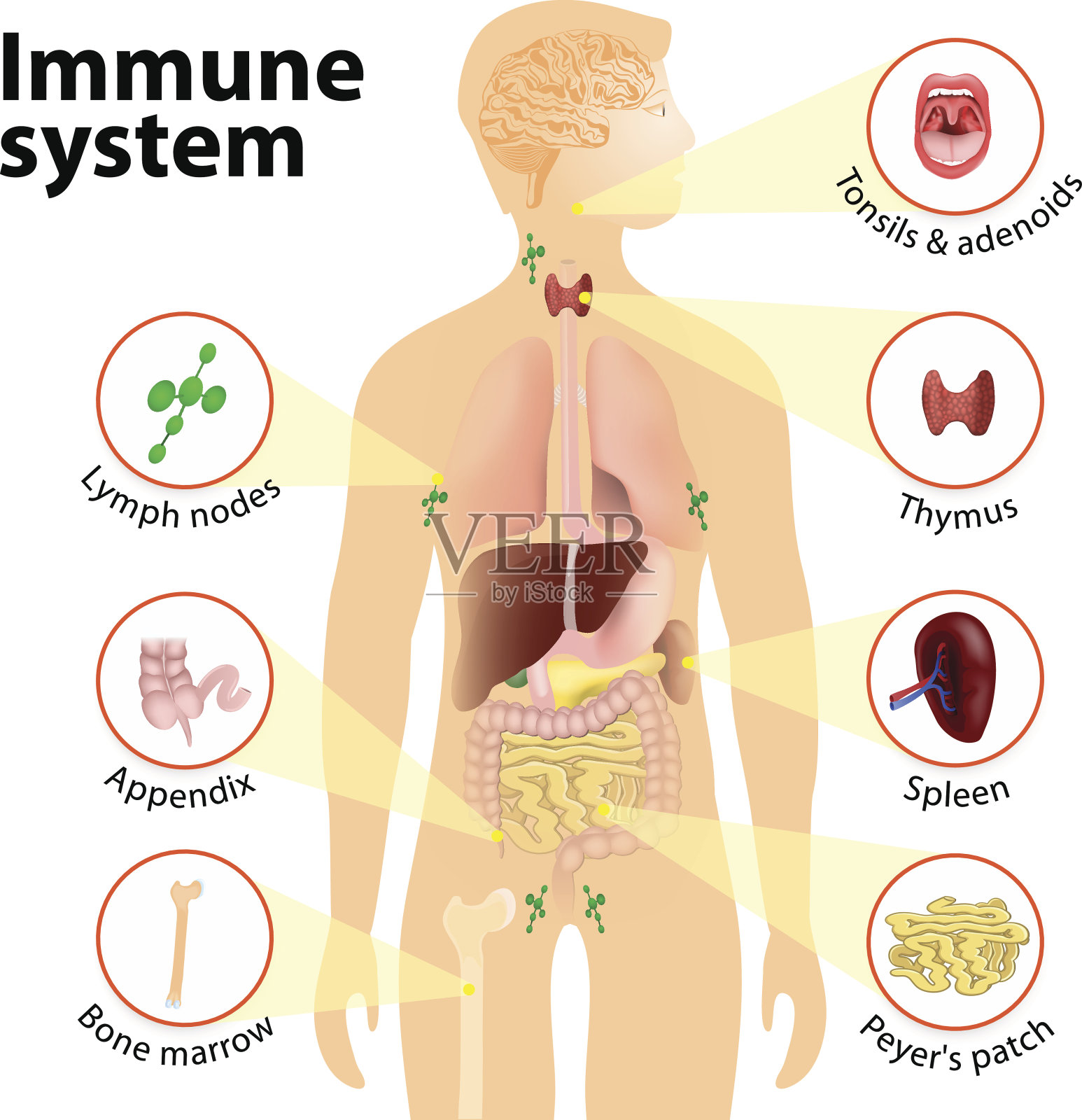 免疫系统插画图片素材