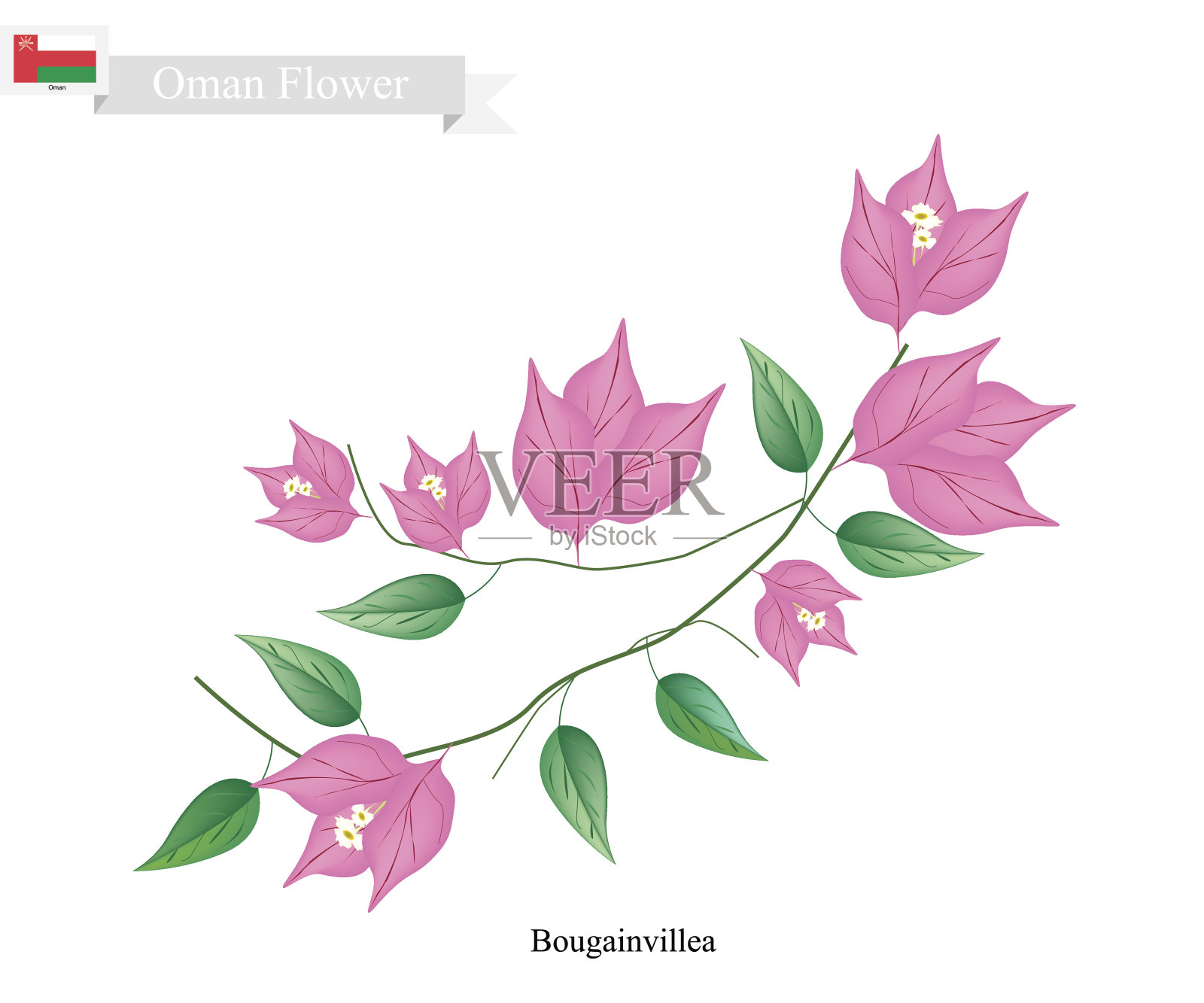 粉色九重葛花，阿曼本土花设计元素图片
