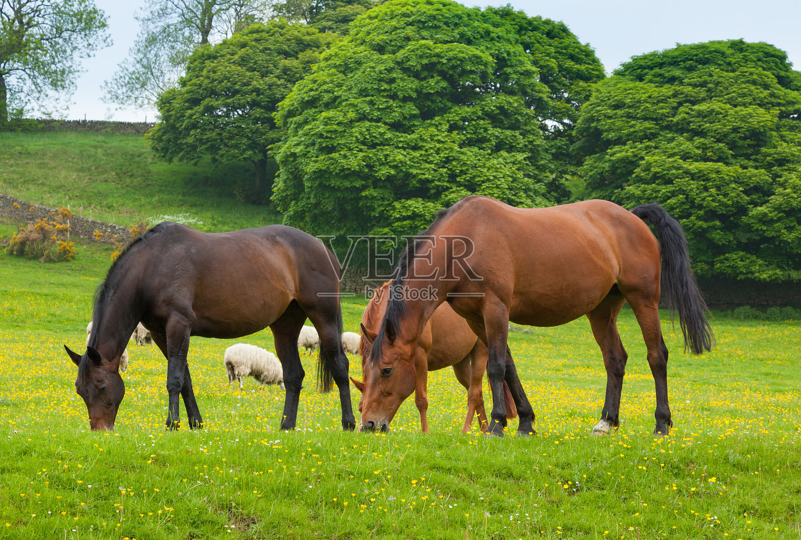 吃草的马是绿色的牧场。照片摄影图片