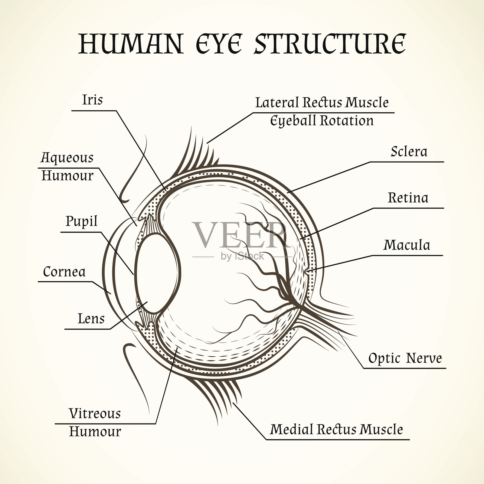 人眼的矢量结构插画图片素材