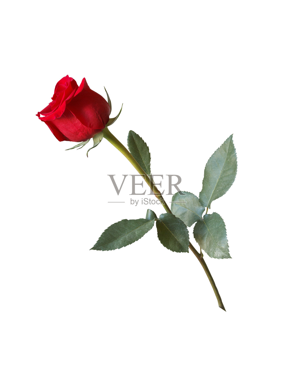 孤立背景上的红玫瑰照片摄影图片