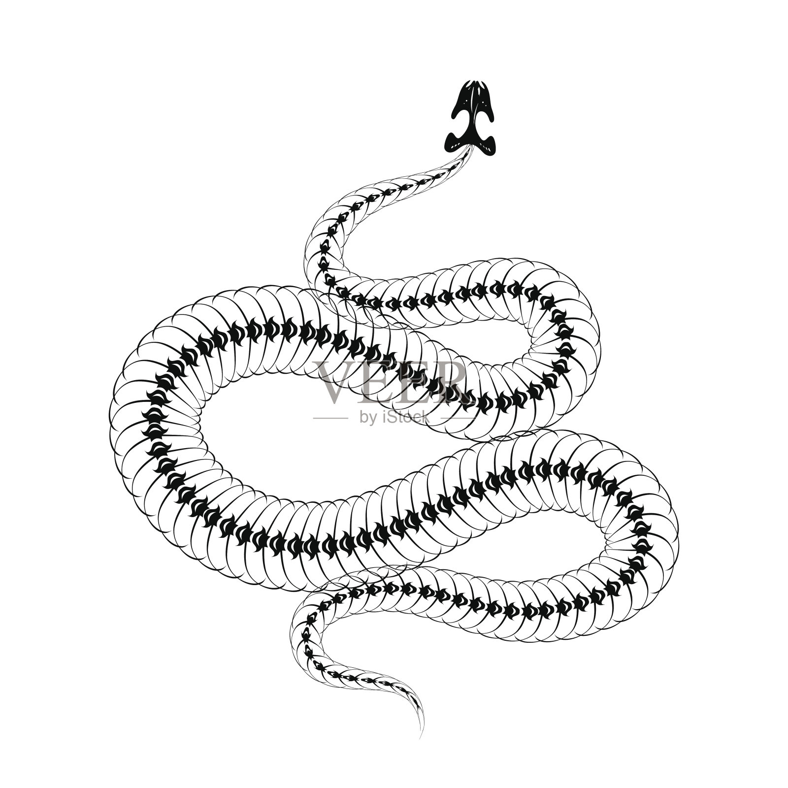 骨架蛇孤立在白色背景。设计元素图片