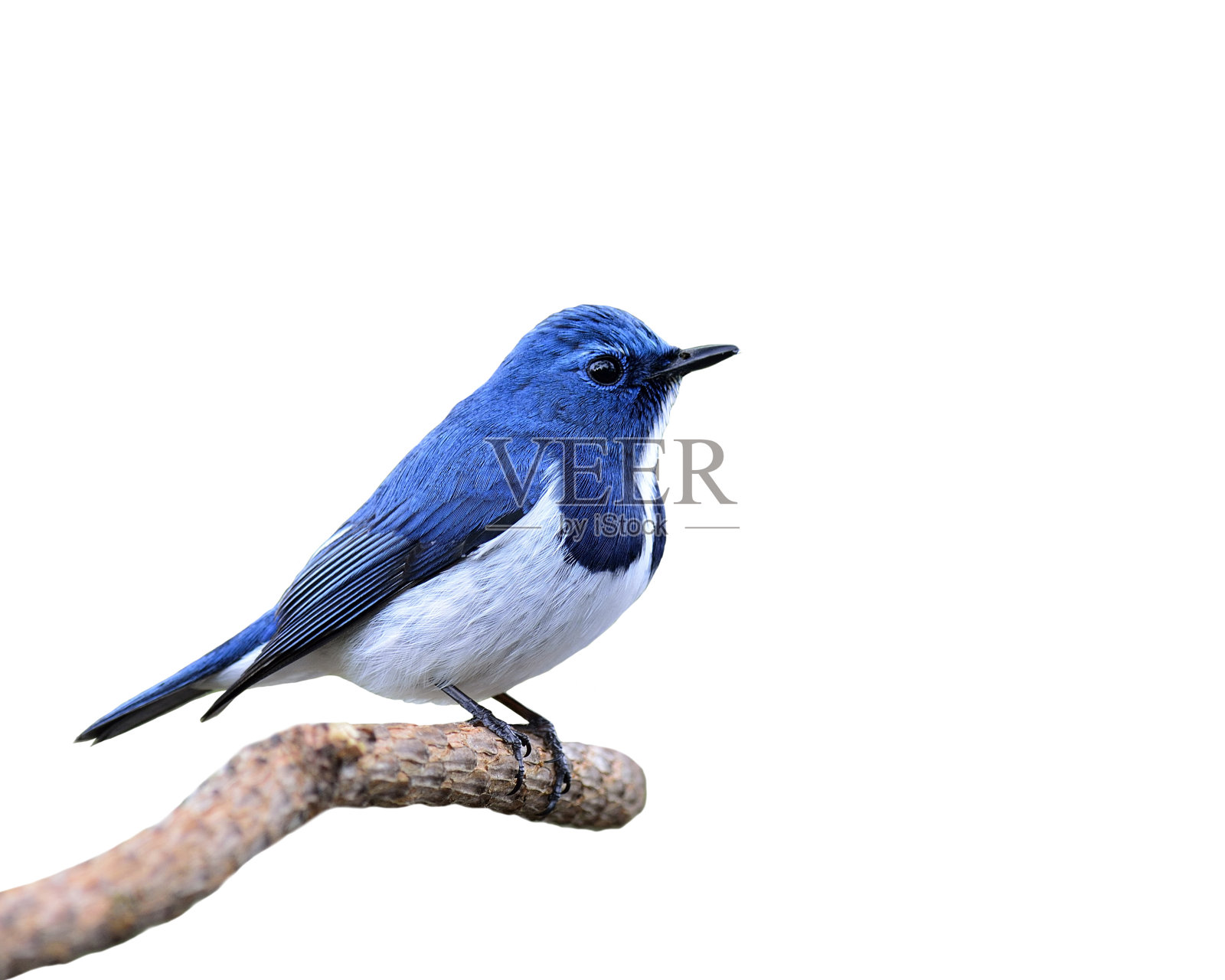 蓝鸟，深蓝色捕蝇鸟，栖息在孤立的树枝上照片摄影图片