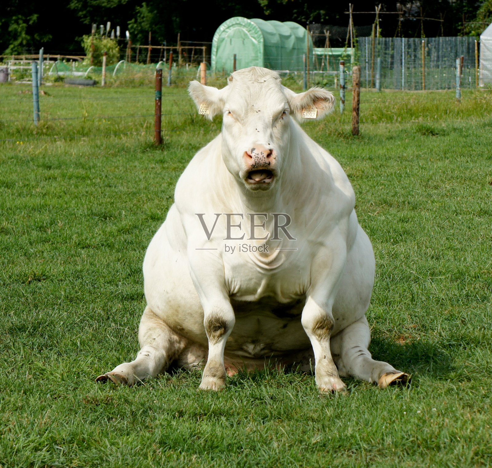 有趣的“坐”牛照片摄影图片