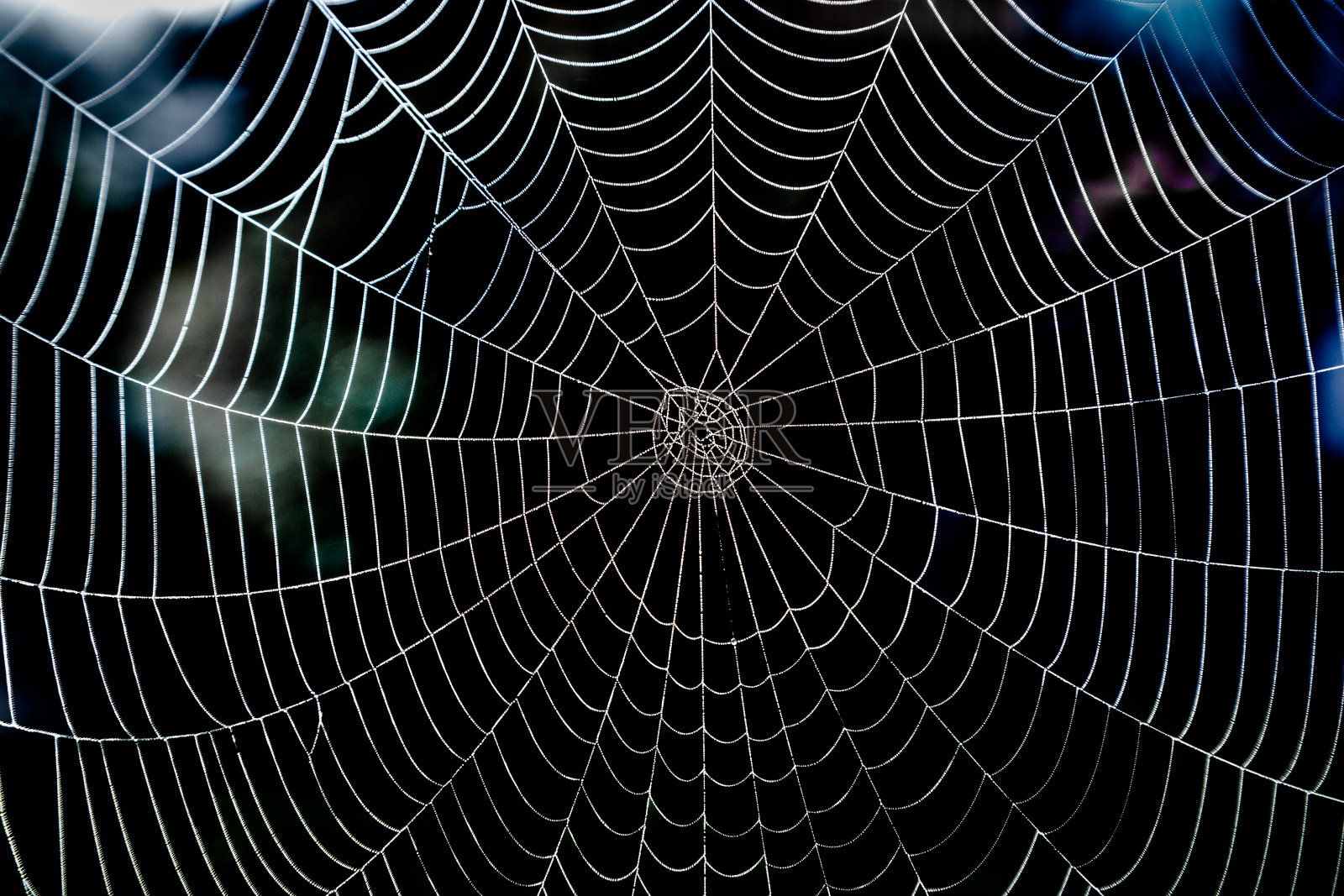 有晨露和深色背景的闪亮蜘蛛网。照片摄影图片