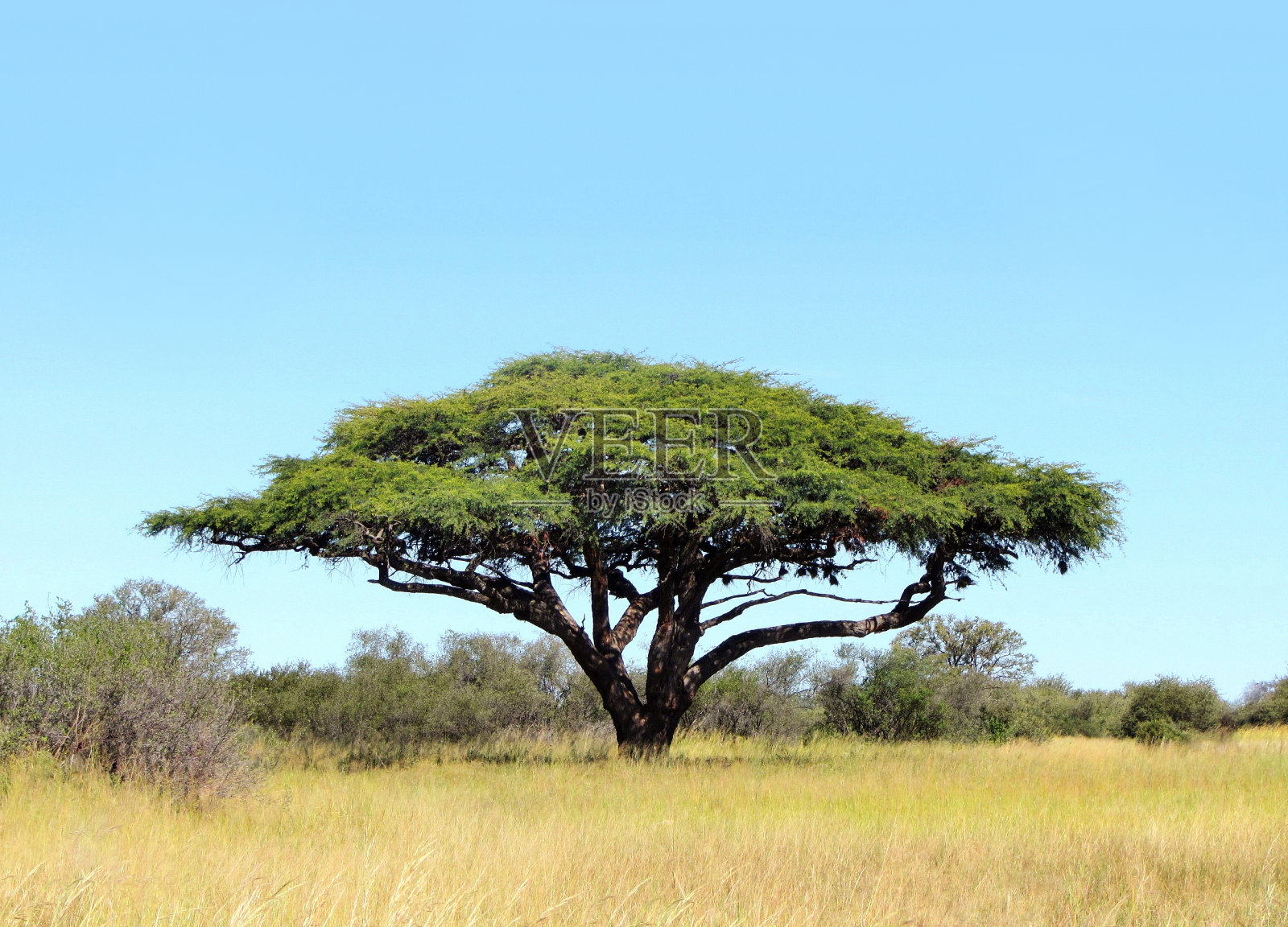 非洲大草原上的金合欢树照片摄影图片