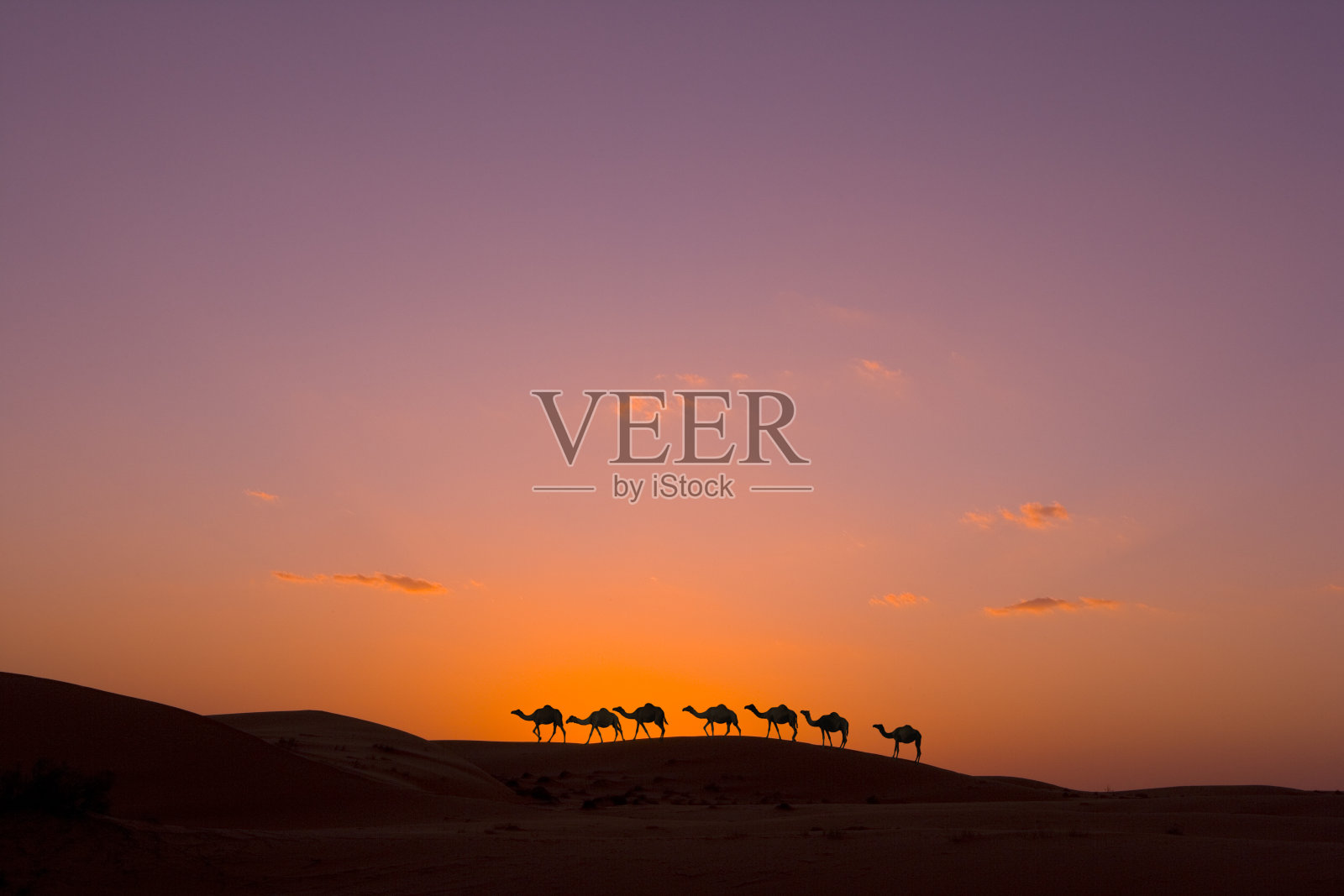 夕阳中的骆驼商队照片摄影图片