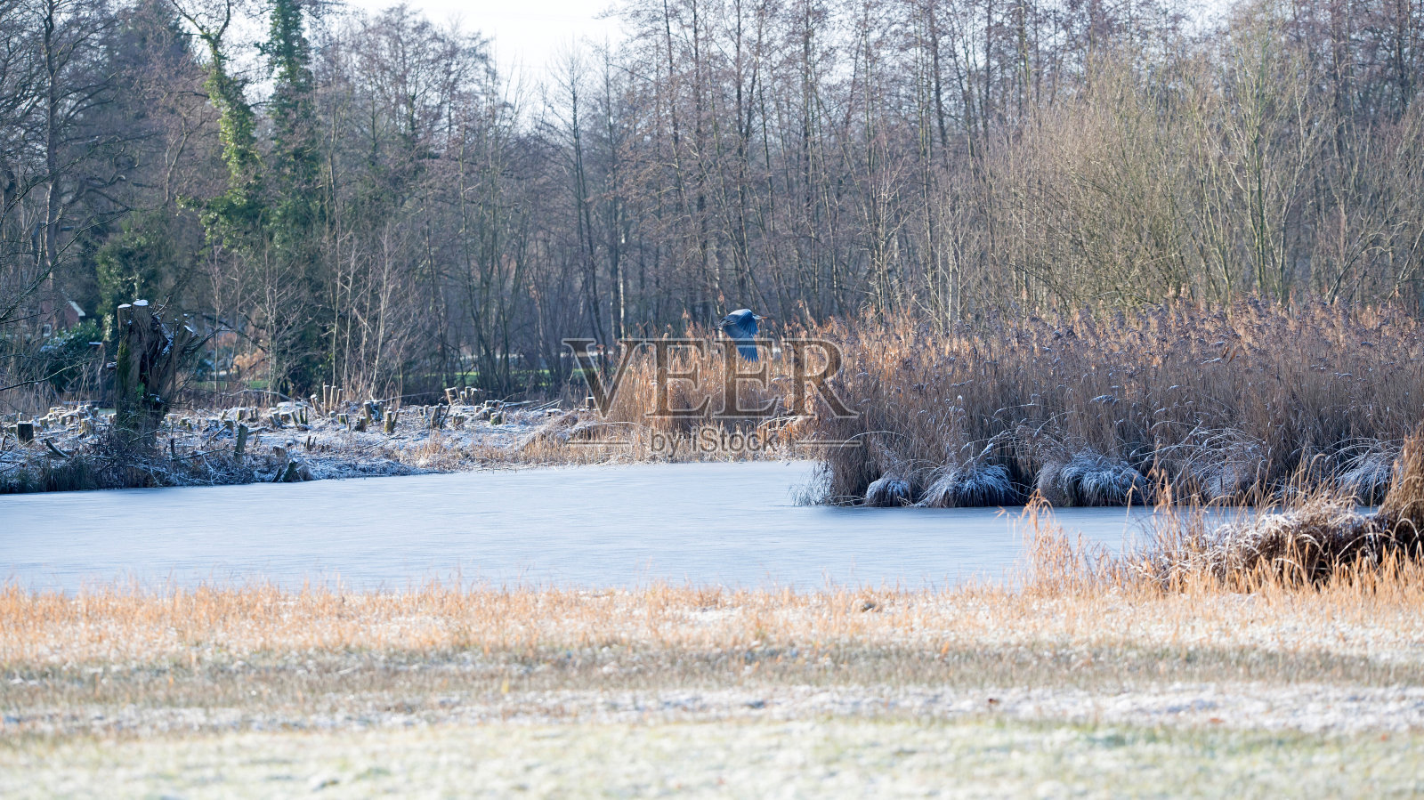 蓝鹭与芦苇在冰封的湖面上飞翔。照片摄影图片