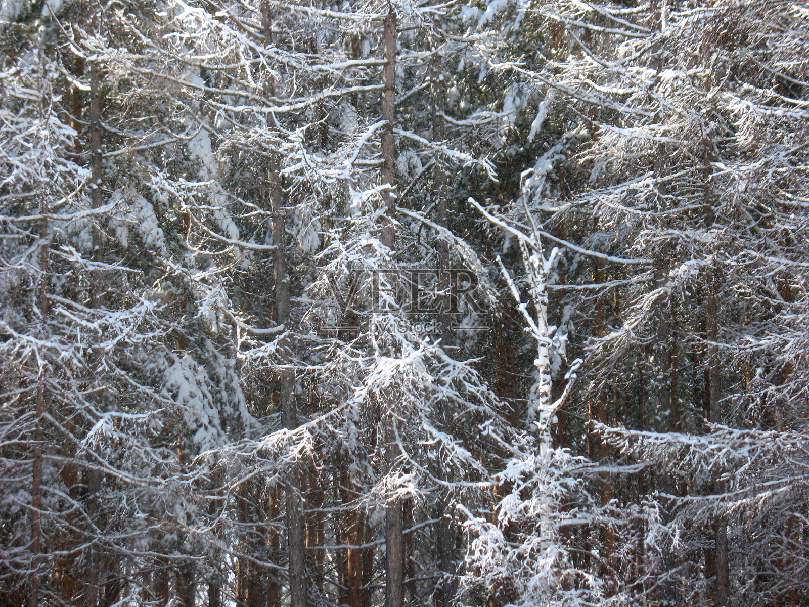 冬季森林照片摄影图片