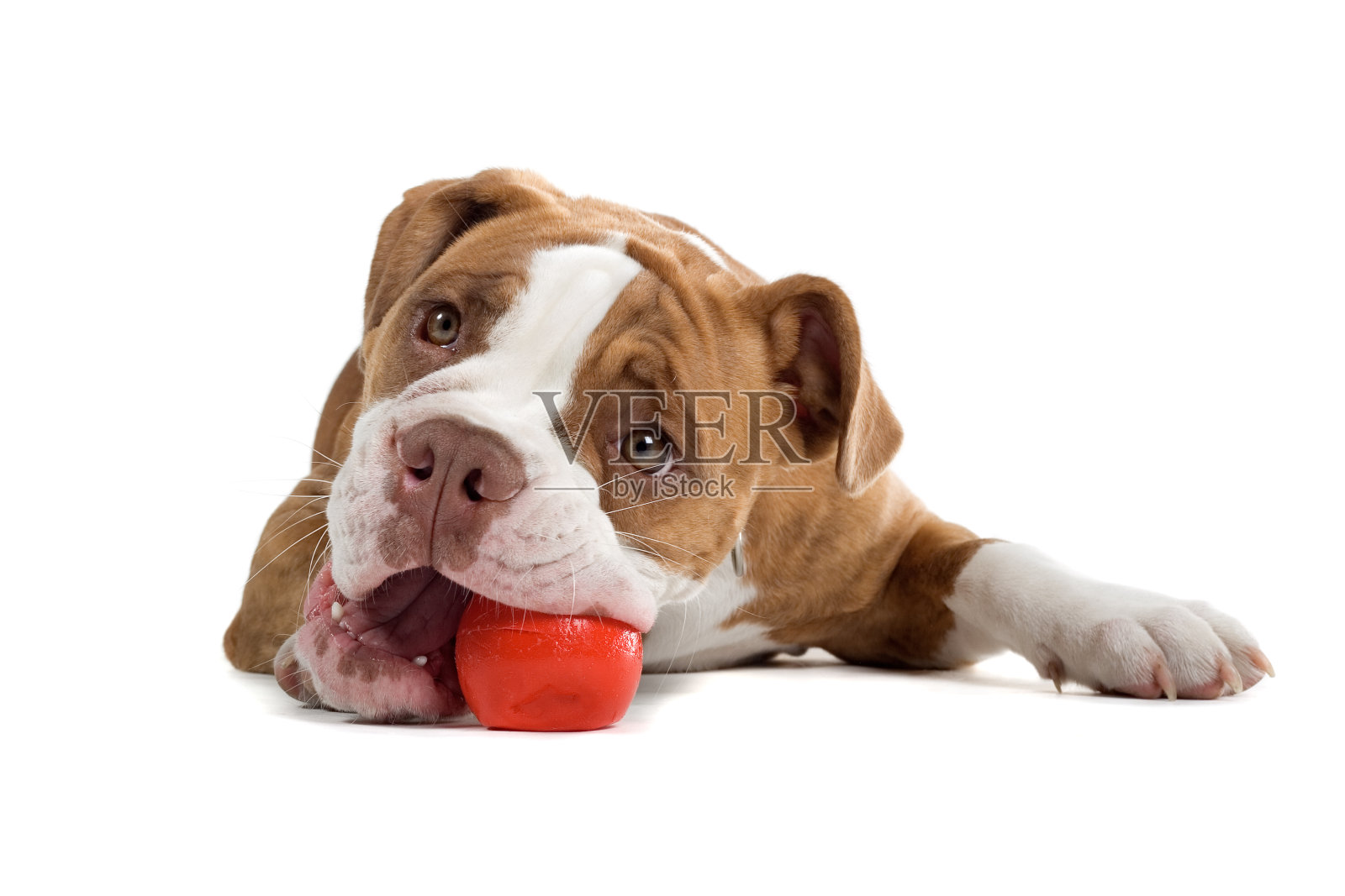 文艺复兴时期的斗牛犬正在咬一个玩具球照片摄影图片
