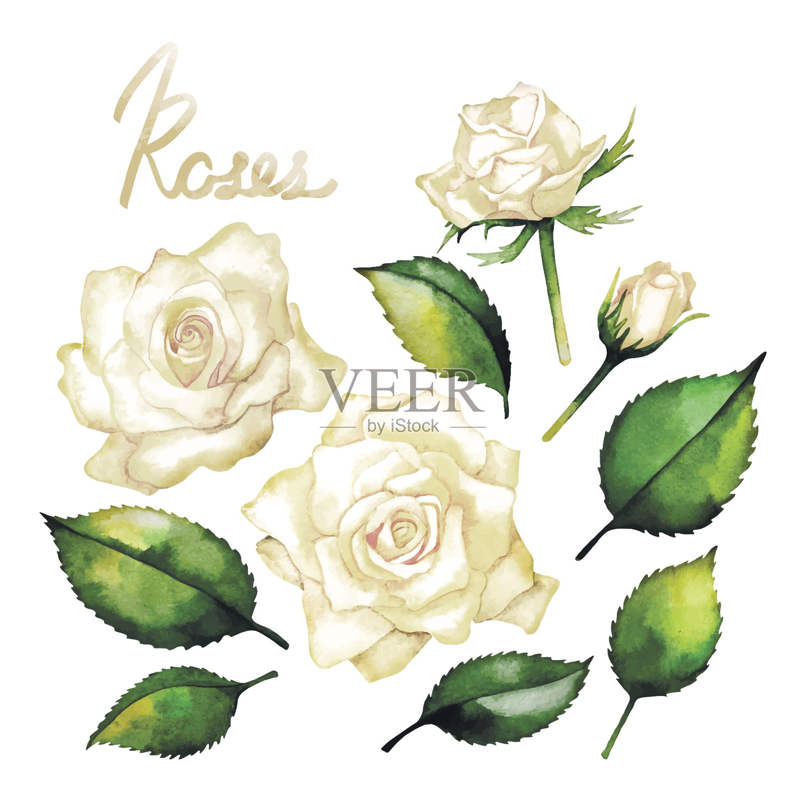 水彩画的白玫瑰插画图片素材