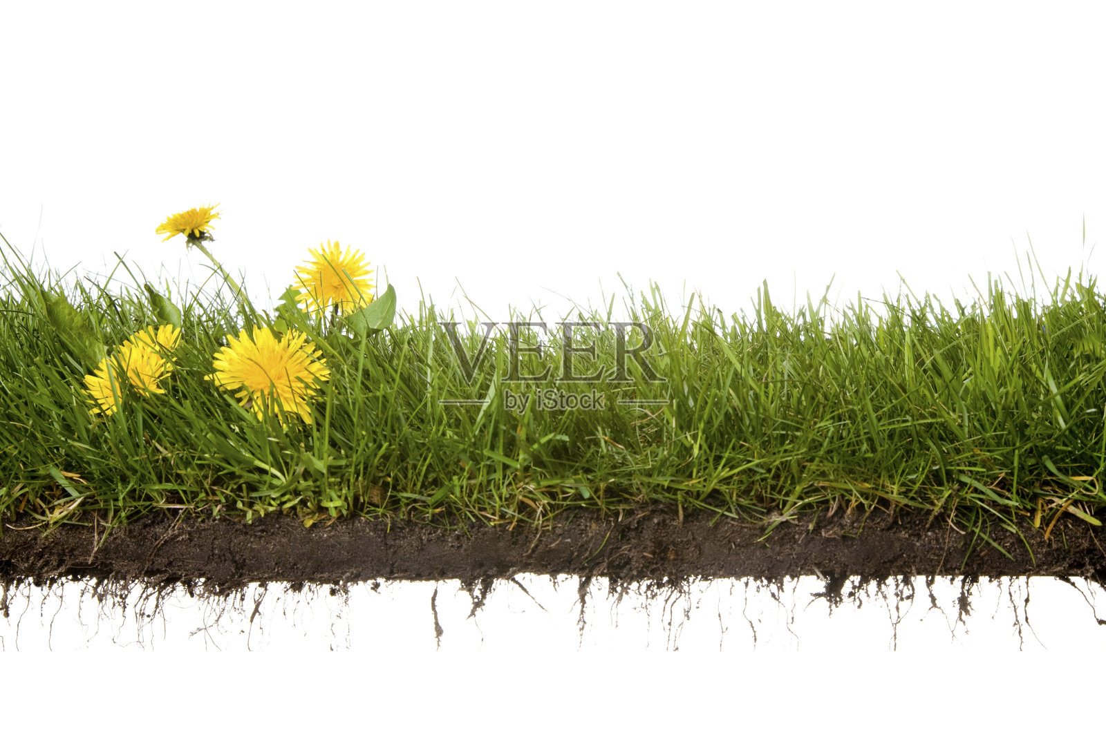 草和花的交叉切割照片摄影图片
