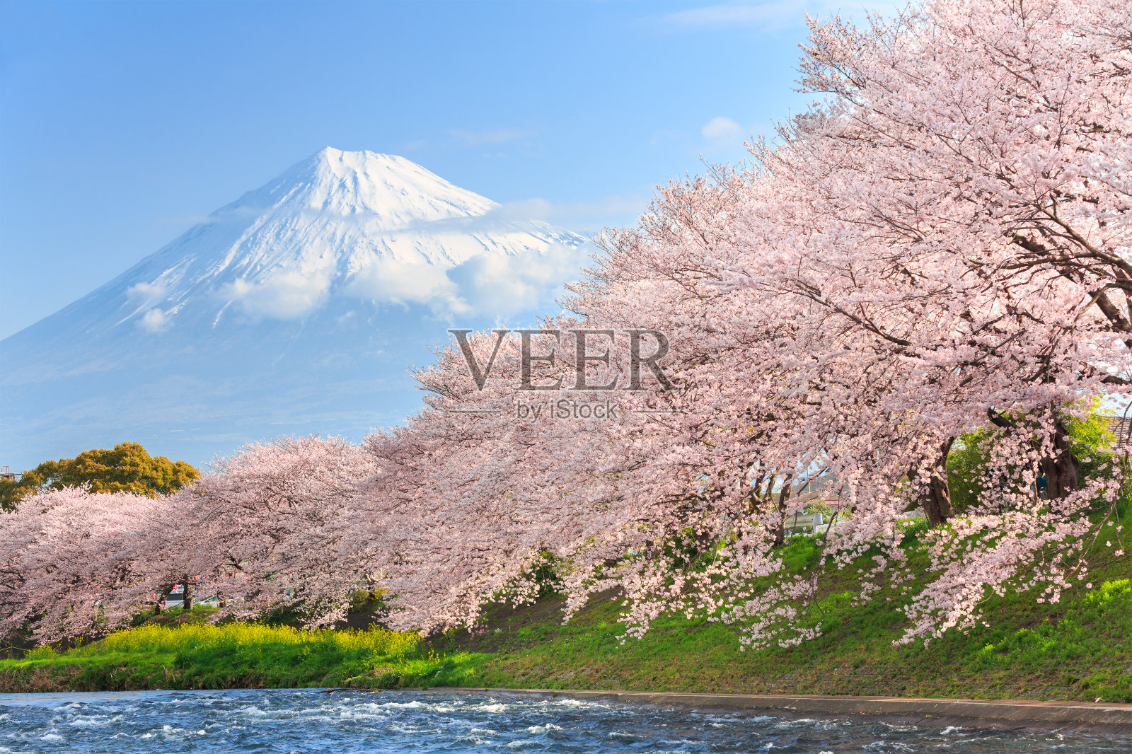 樱花或樱花和富士山的背景照片摄影图片