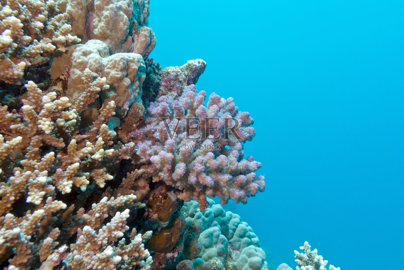热带海洋中的珊瑚礁，水下有粉红色的泡孔珊瑚照片摄影图片