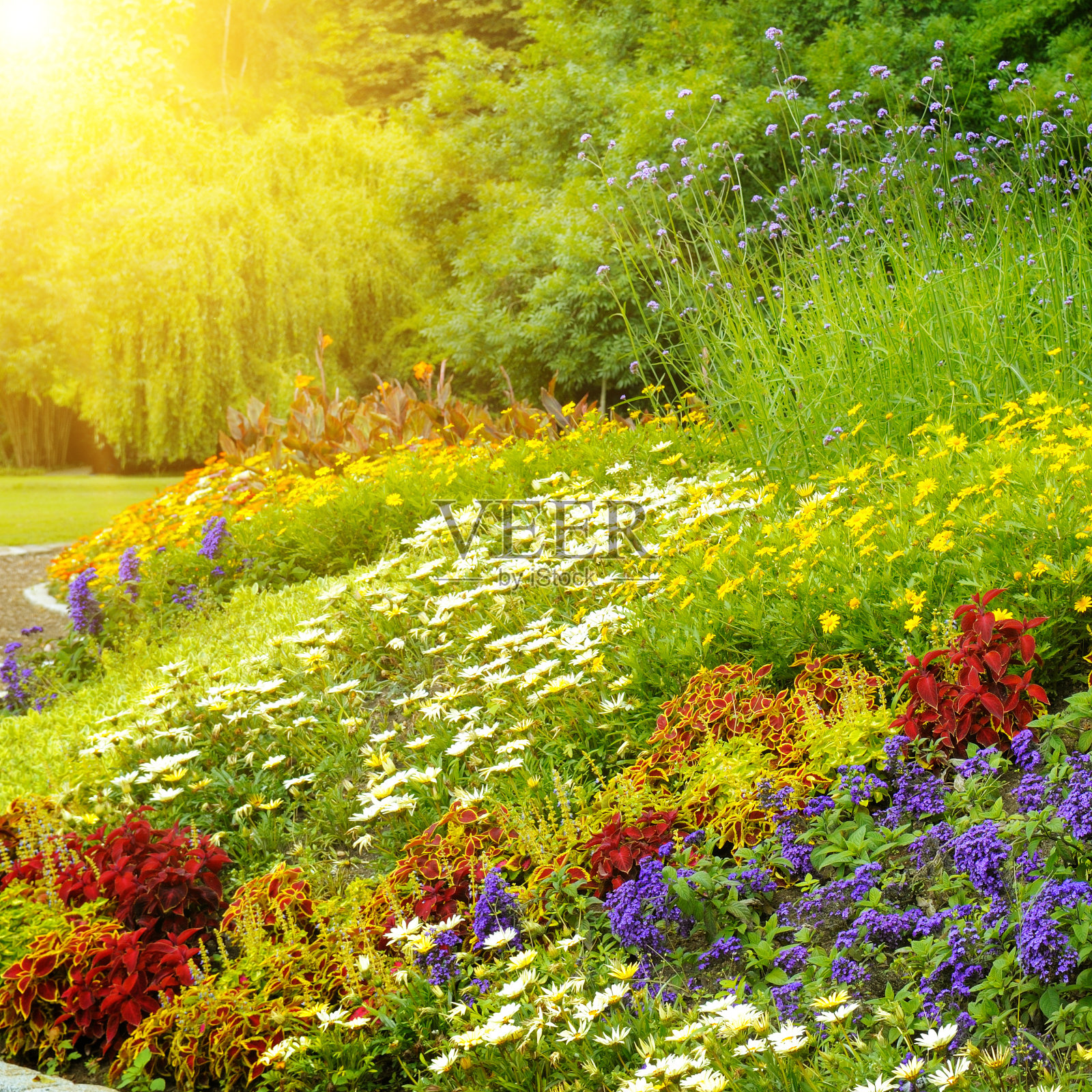 明亮的花园花的背景照片摄影图片