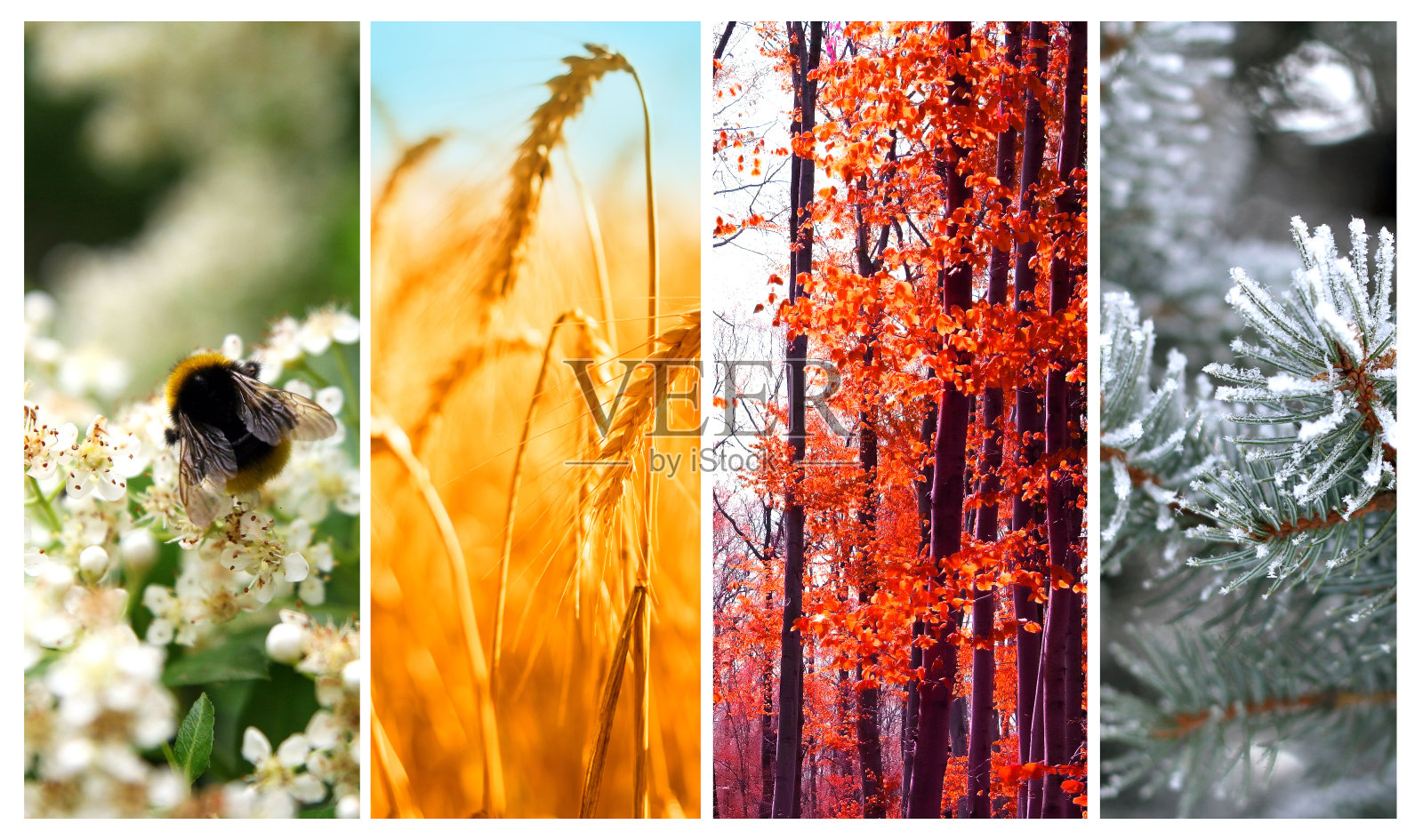 四季:春、夏、秋、冬照片摄影图片