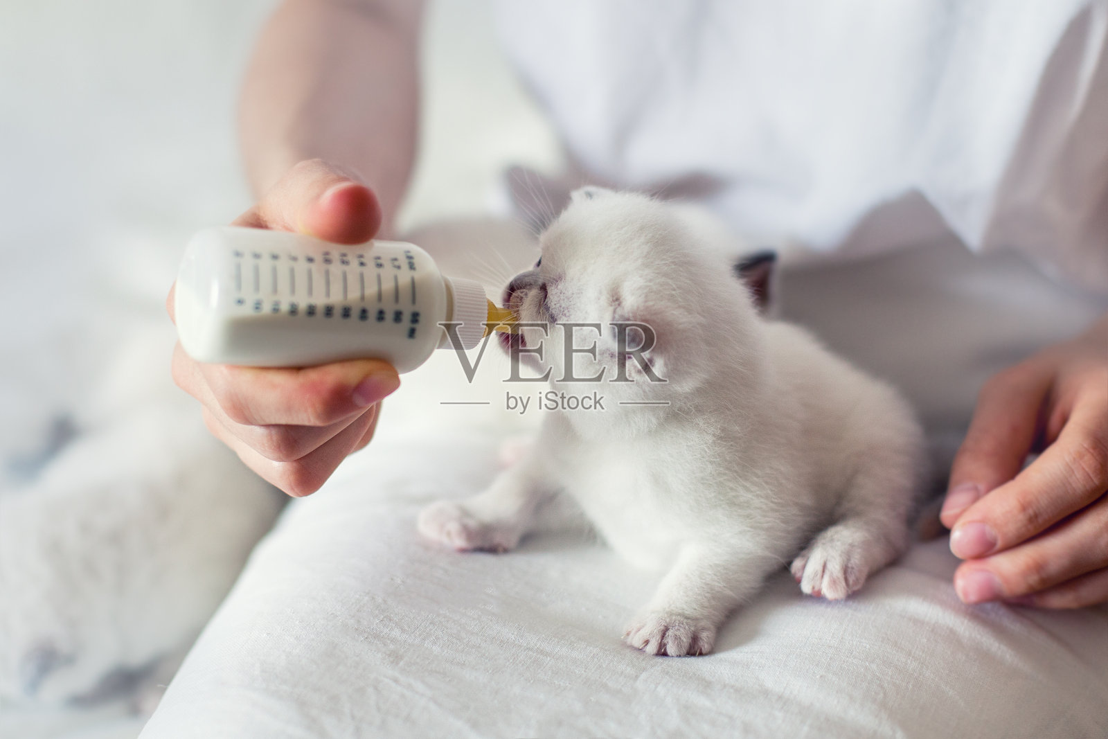 用奶瓶喂小白猫照片摄影图片