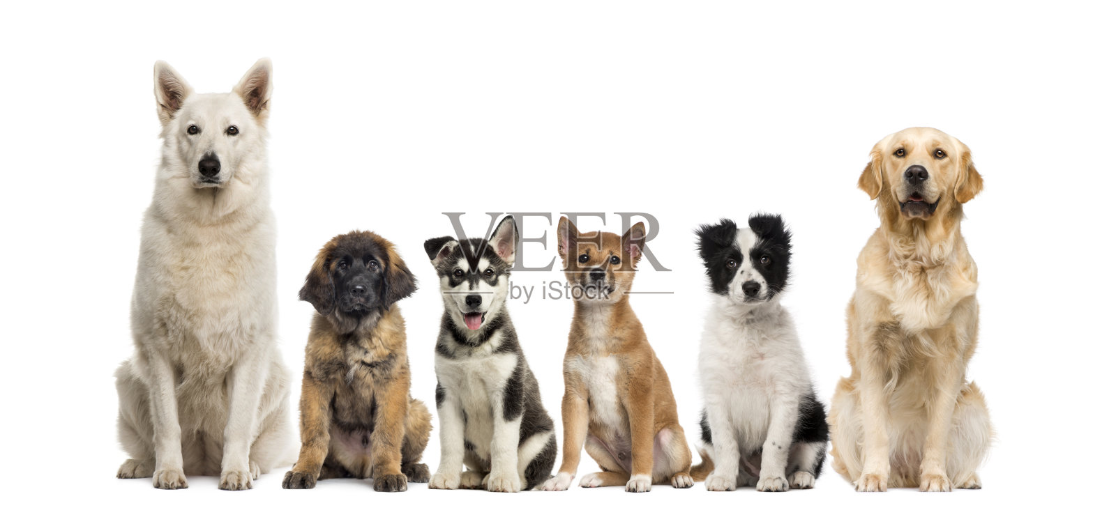 一群狗坐在白色背景前照片摄影图片