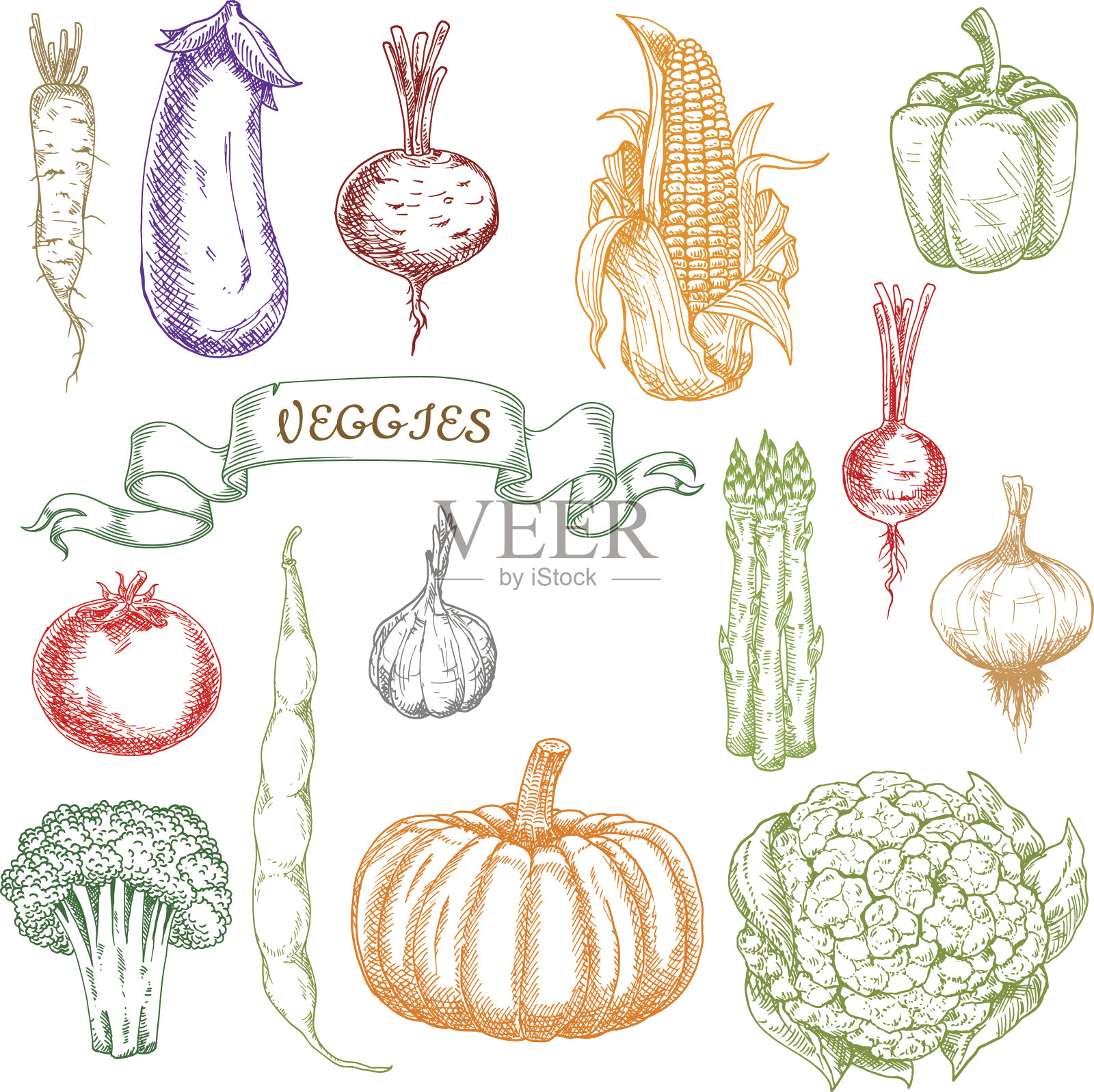 新鲜采摘的成熟蔬菜的草图插画图片素材