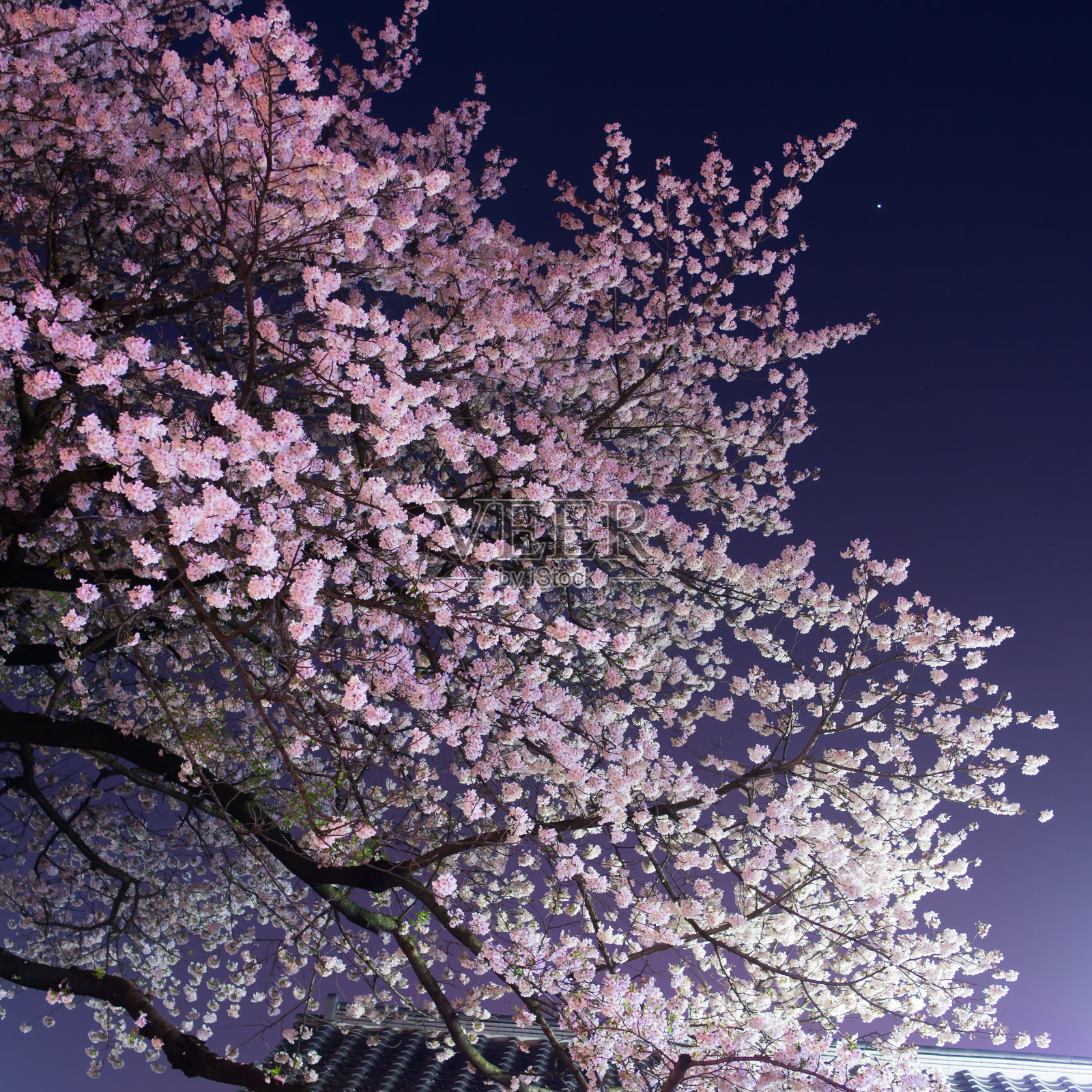 夜桜照片摄影图片
