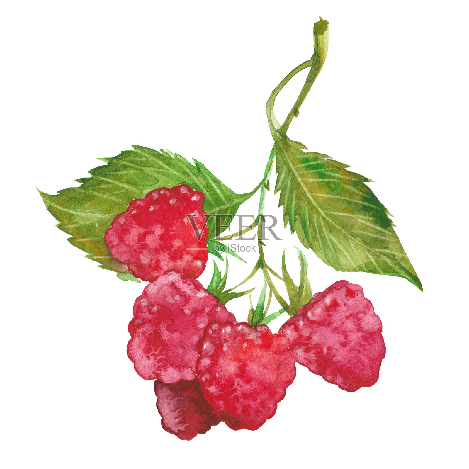 水彩红莓插画图片素材