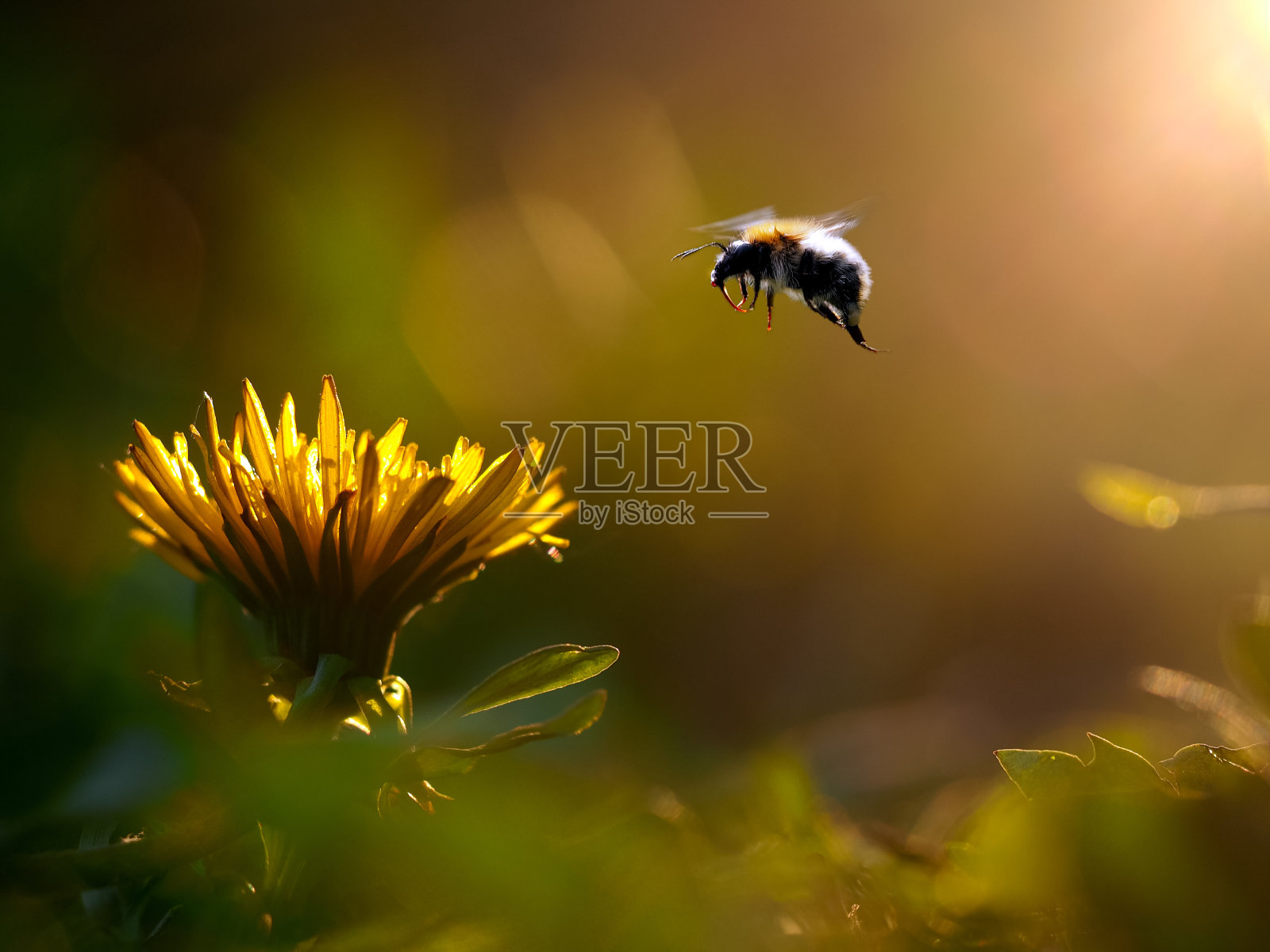 大黄蜂飞向花照片摄影图片