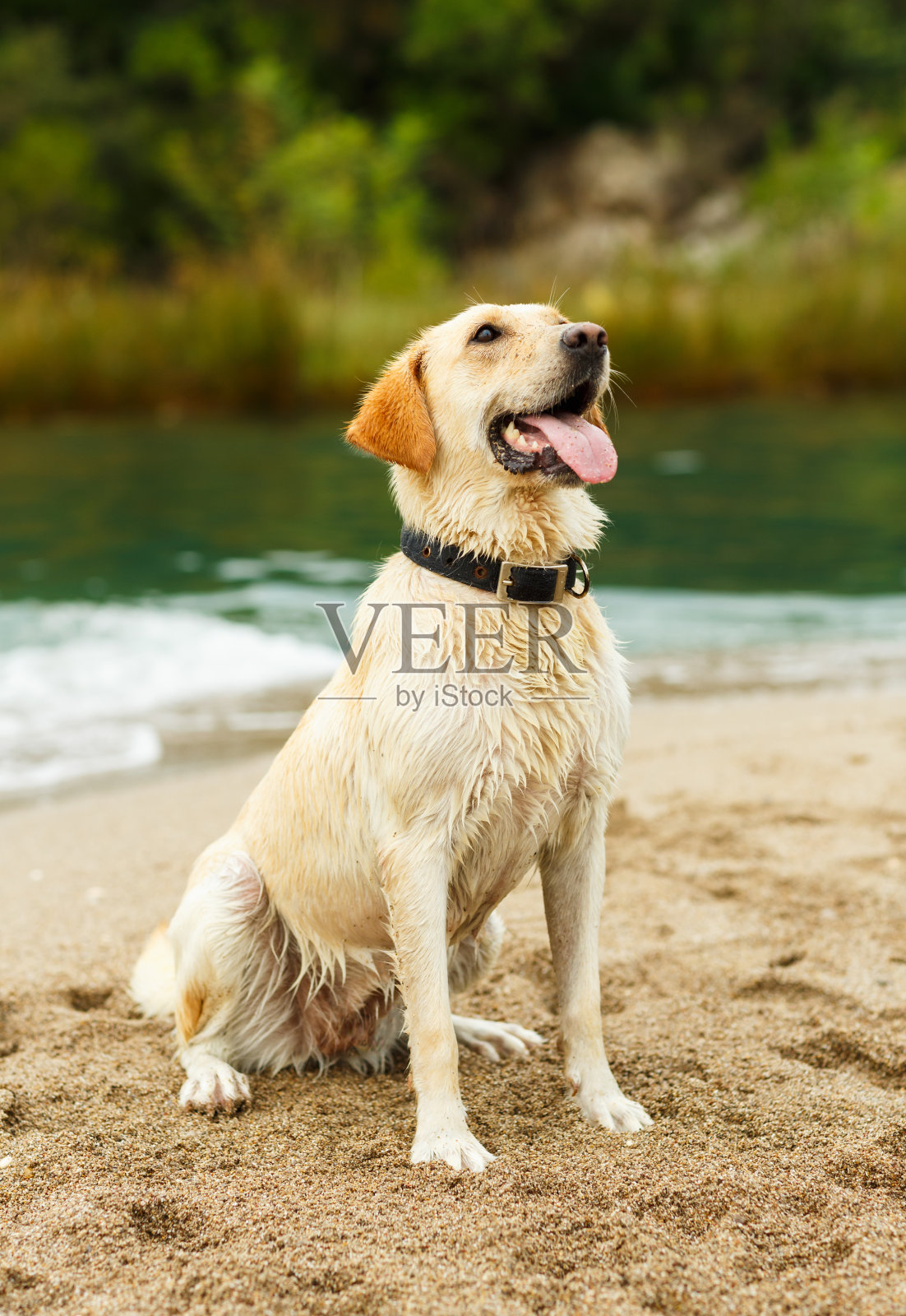 一只拉布拉多猎犬正坐在海滩上照片摄影图片