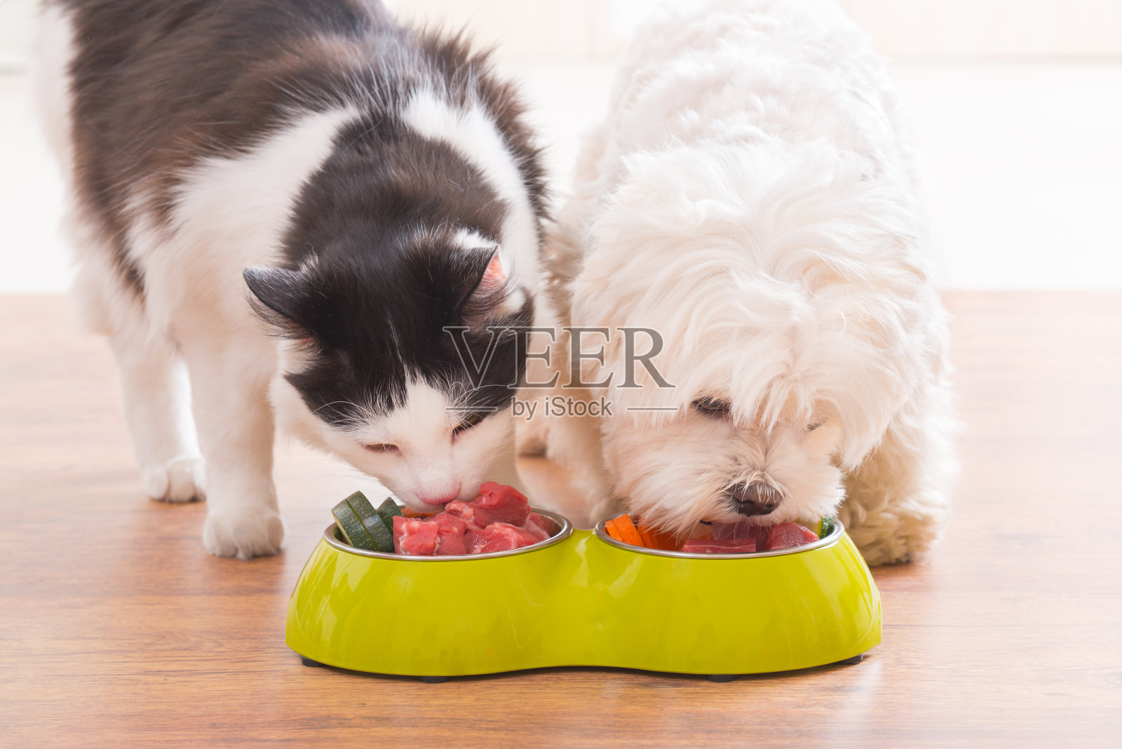 狗和猫吃着碗里的天然食物照片摄影图片