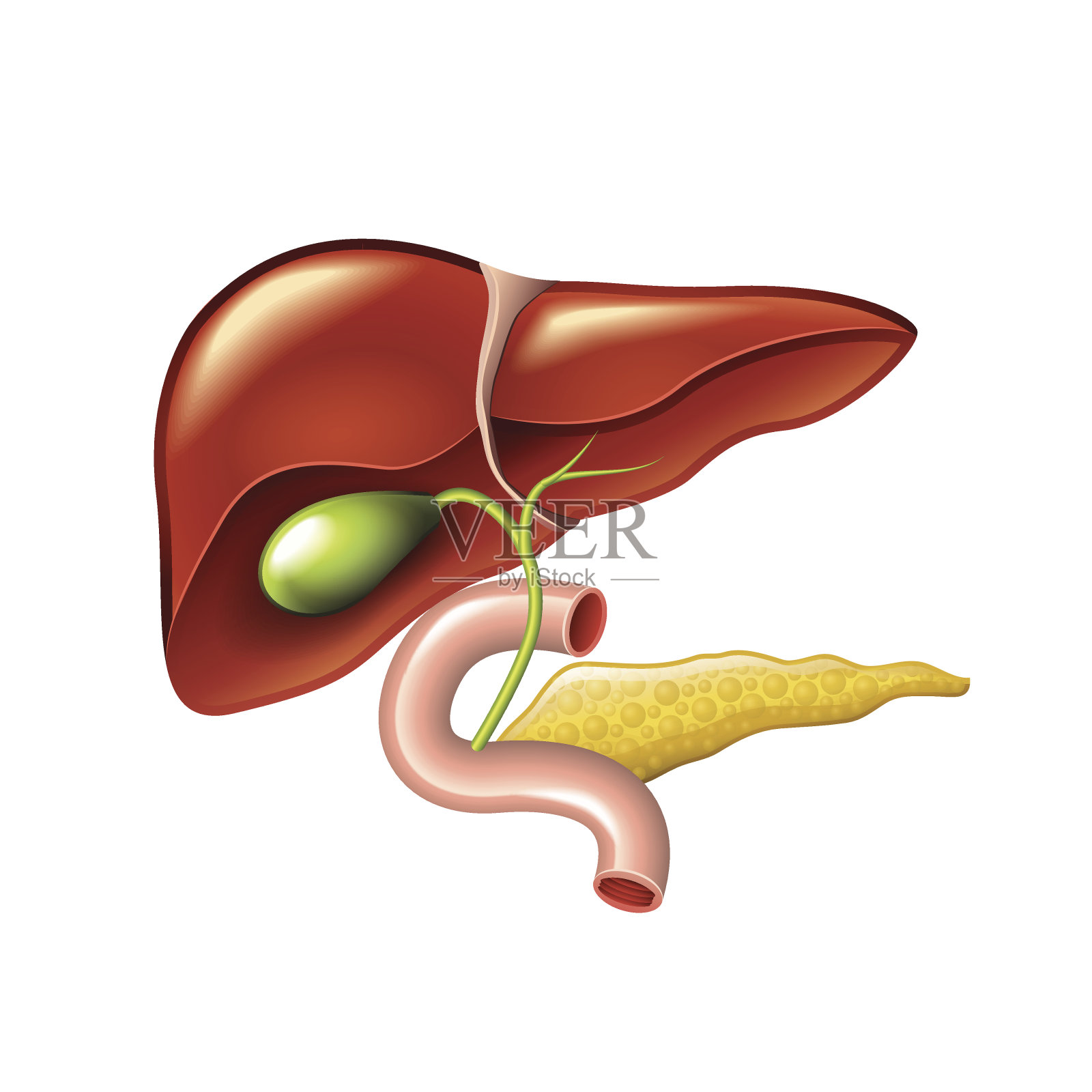 人体肝脏、胆囊、胰腺解剖载体插画图片素材