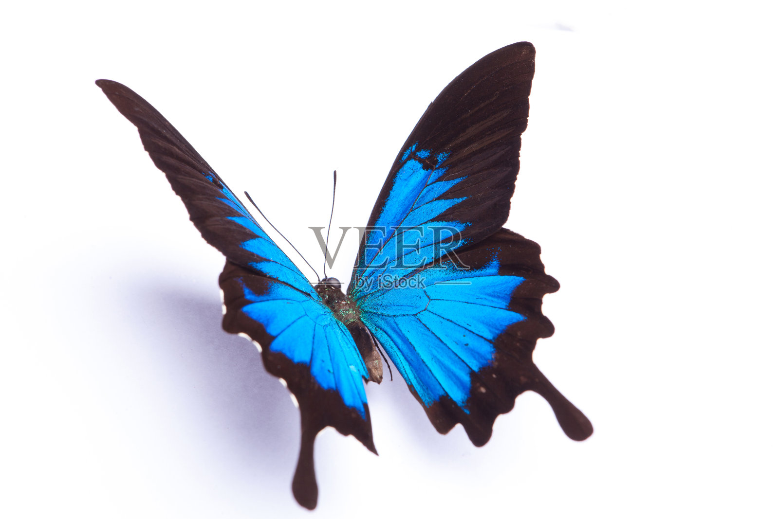 蓝蝴蝶孤立在白色背景上照片摄影图片