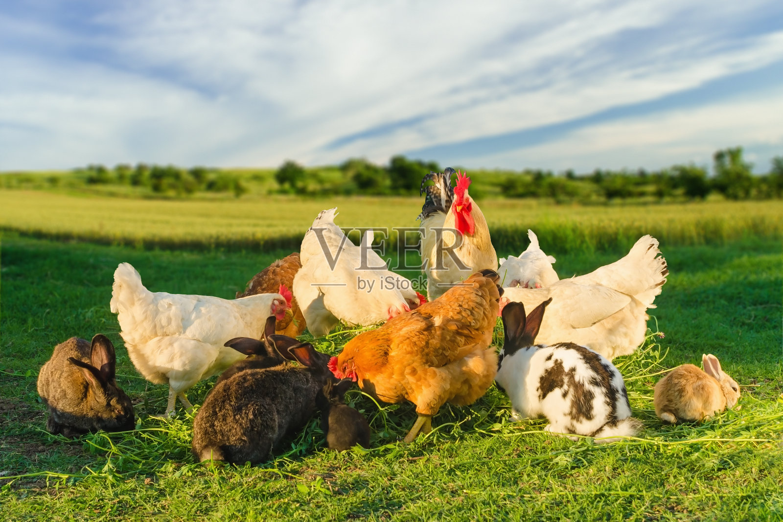 家禽和兔子一起在农场里吃饭照片摄影图片