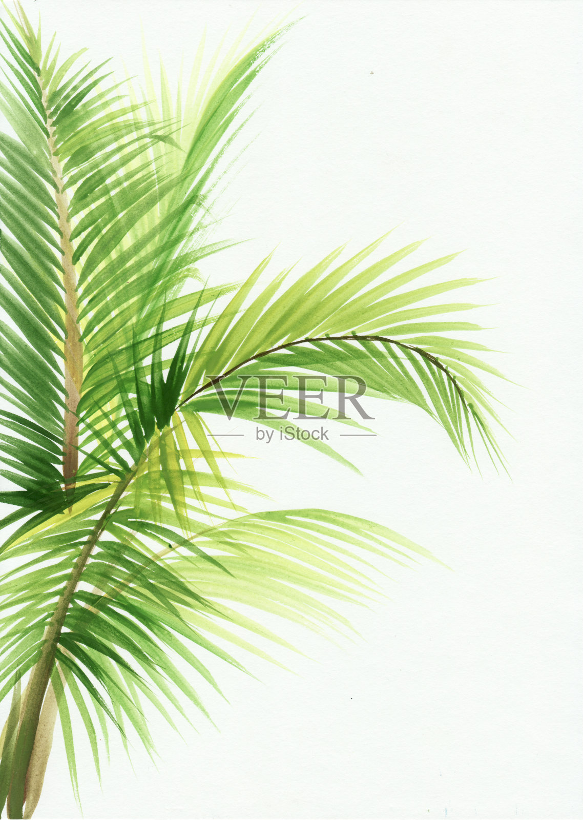 棕榈叶孤立设计元素图片
