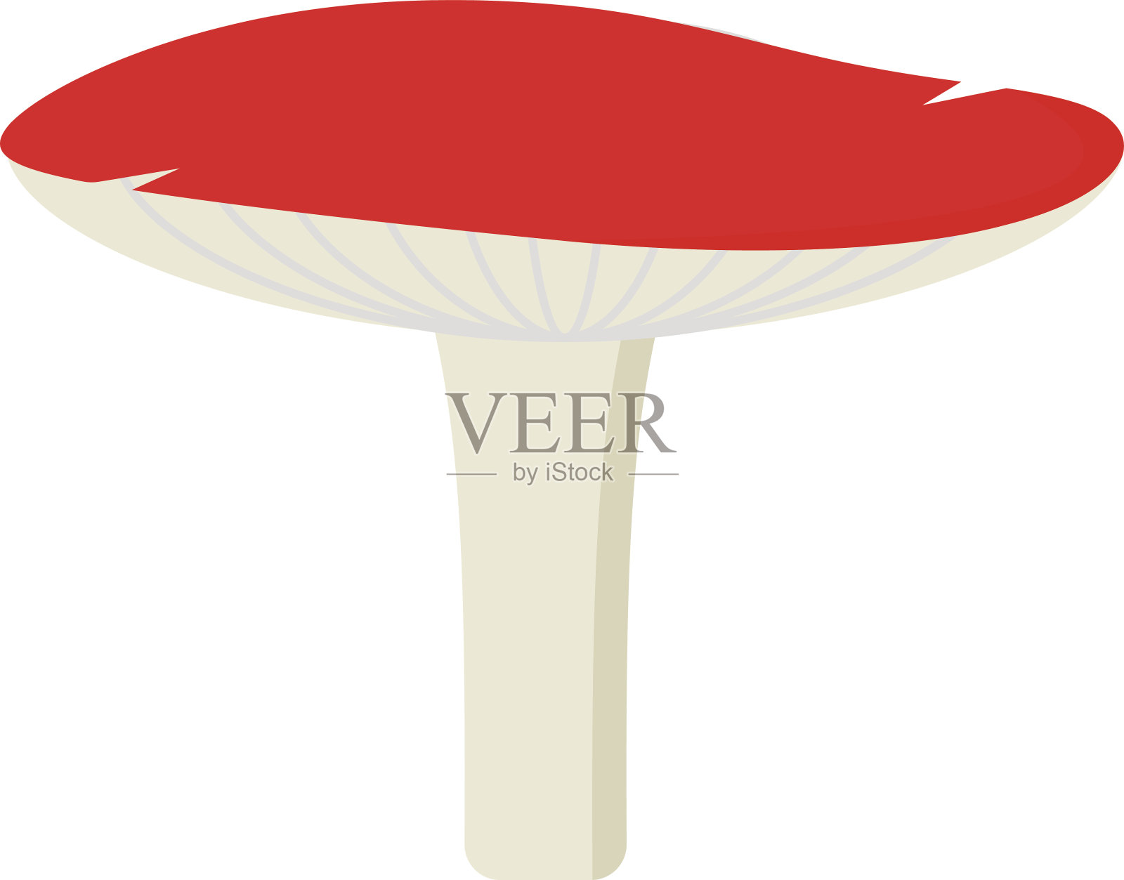 白毒伞毒蘑菇，白色背景上的分离载体插画图片素材