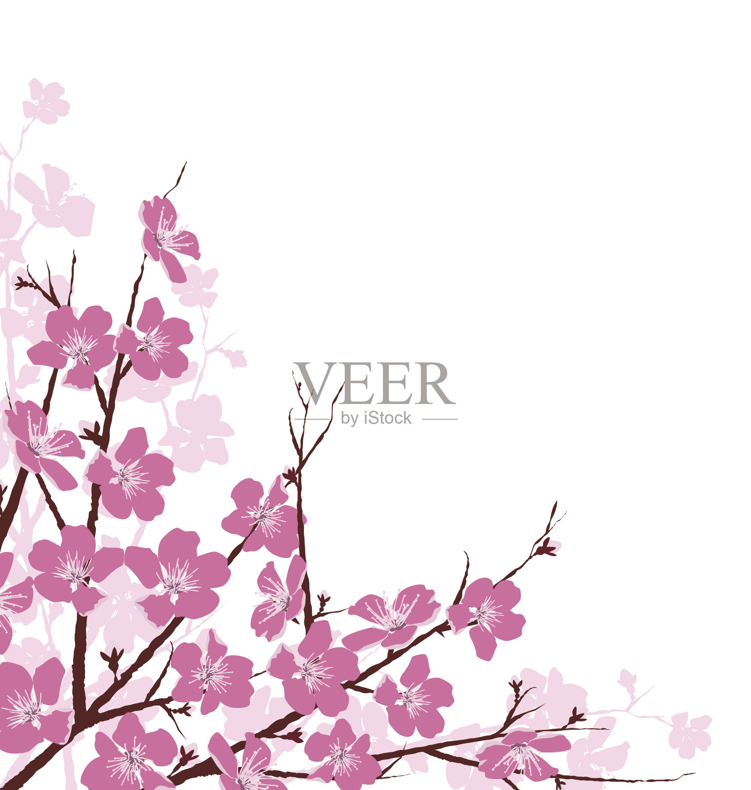 分枝具粉红色花孤立在白色上插画图片素材